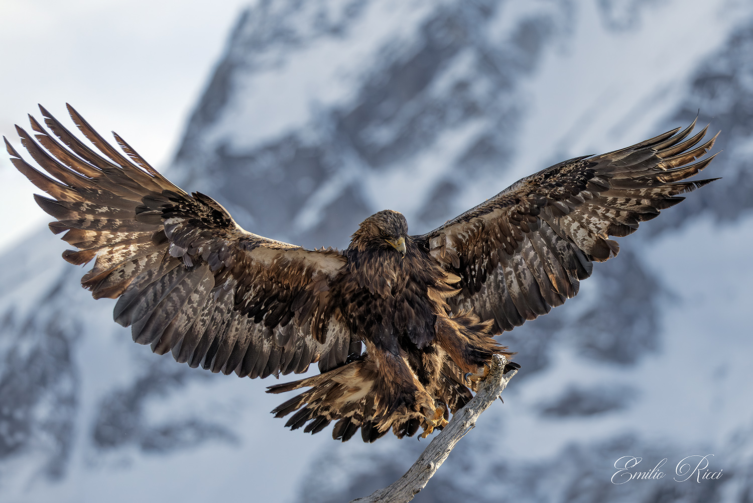Aquila reale Alpi italiane