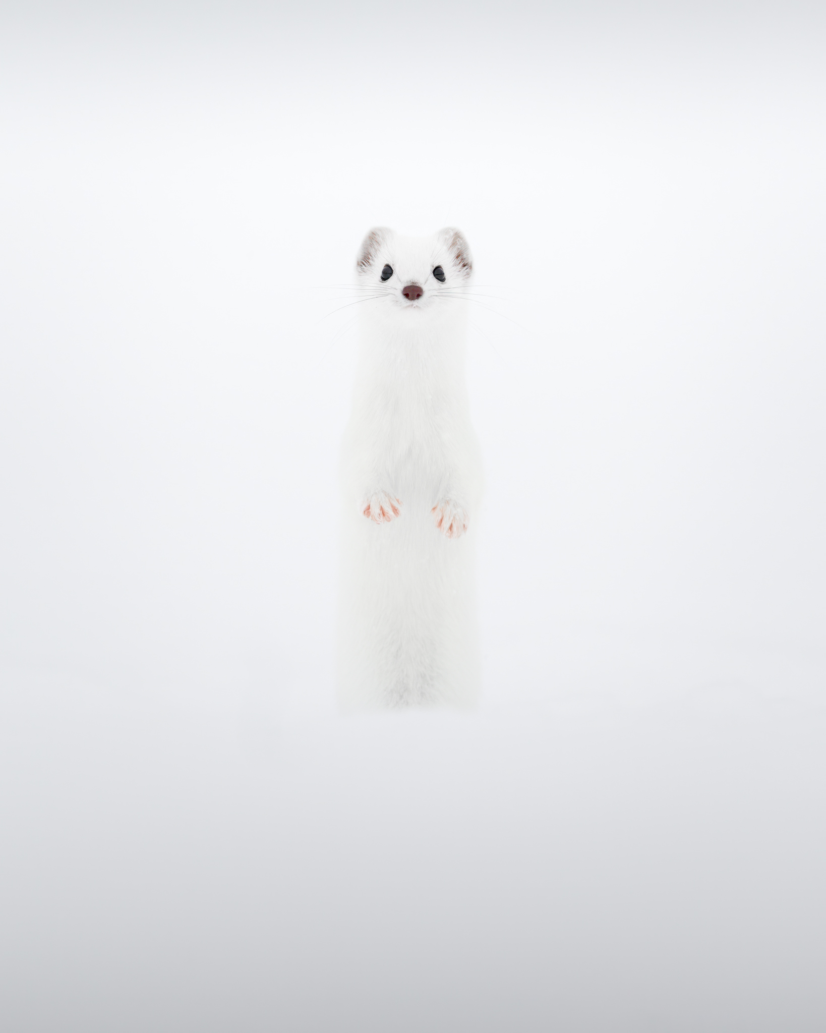 Ermine, white on white