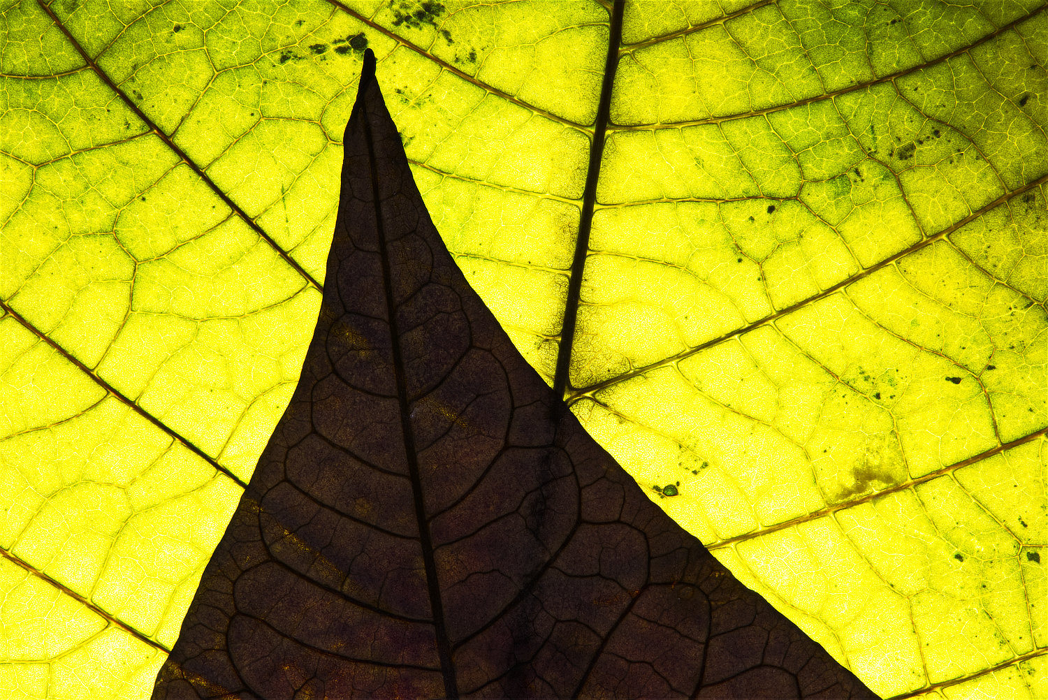 Nervature di foglie