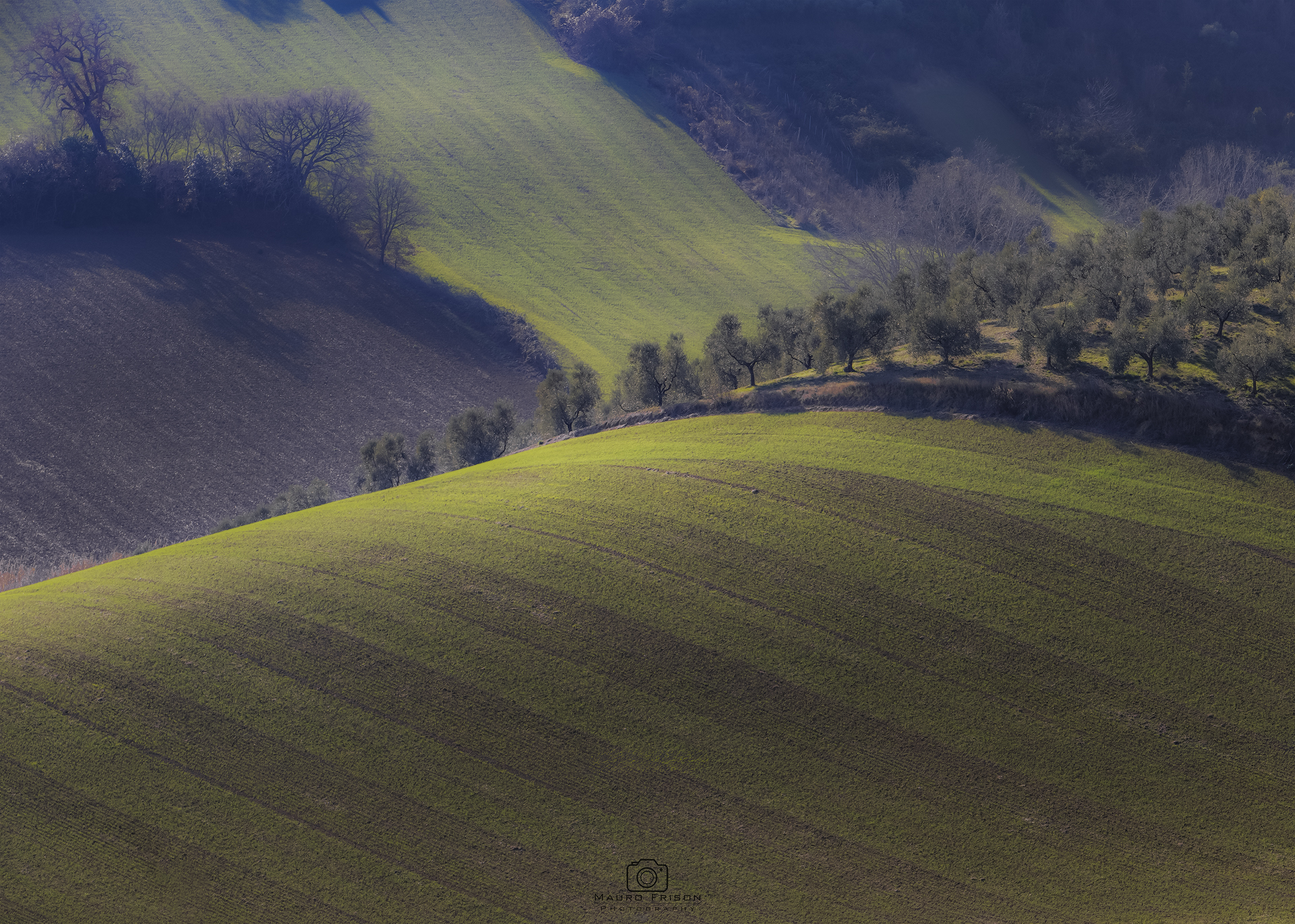 A blanket of wheat