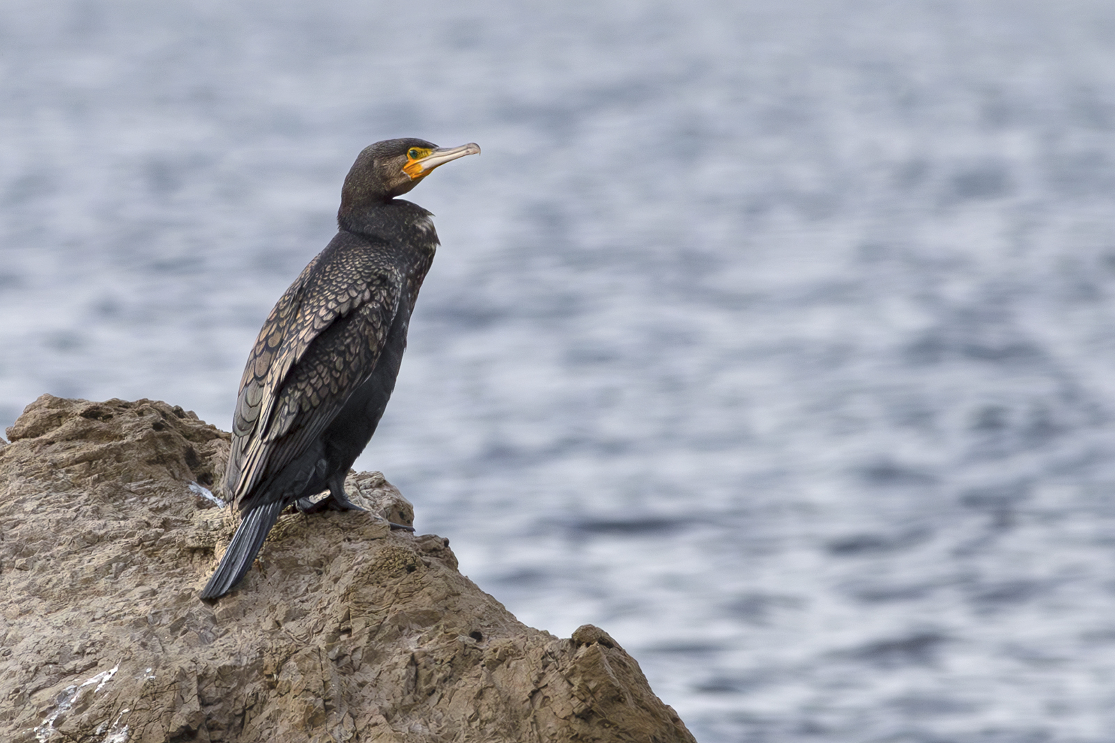 Cormorant