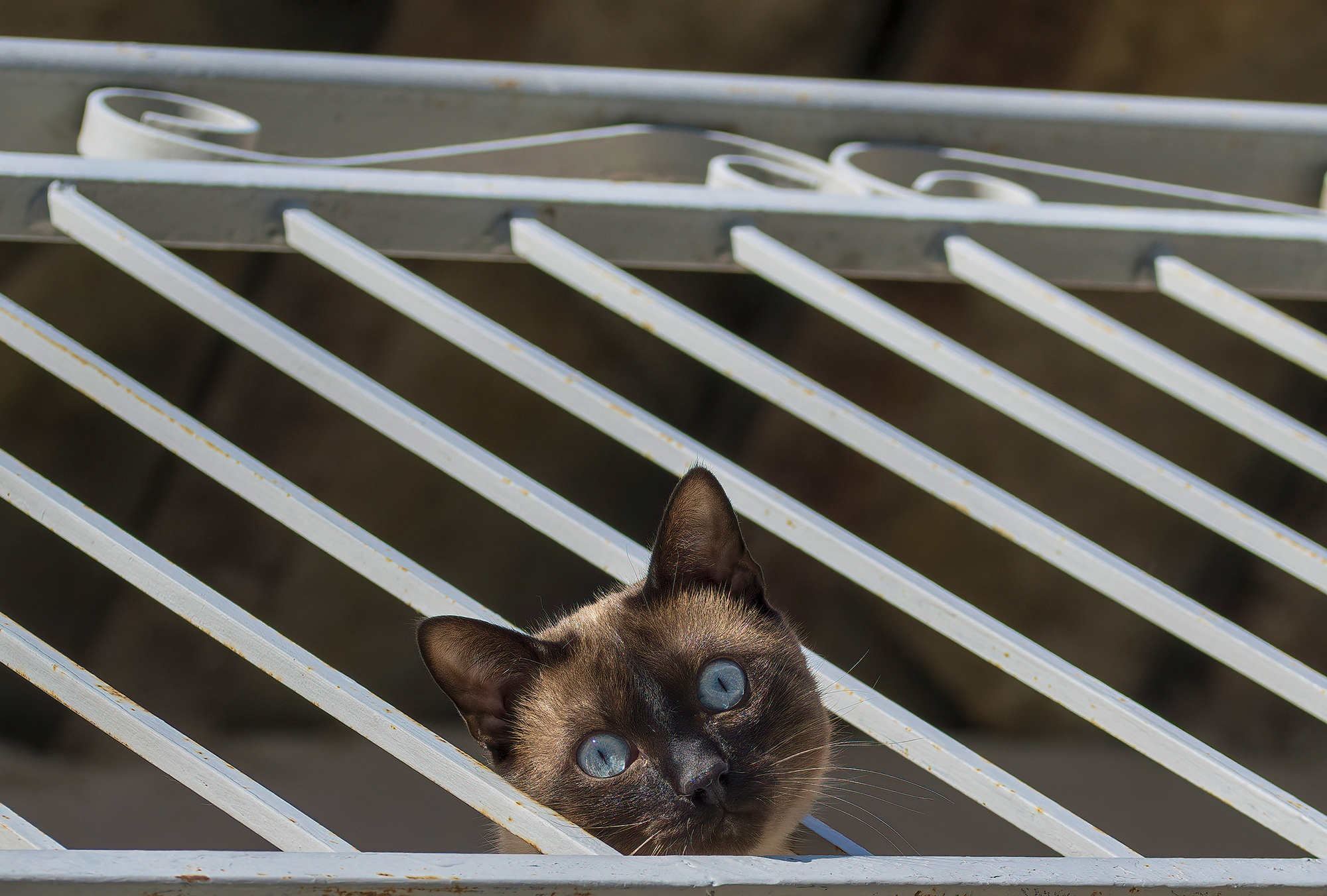 Nuccio from the balcony...