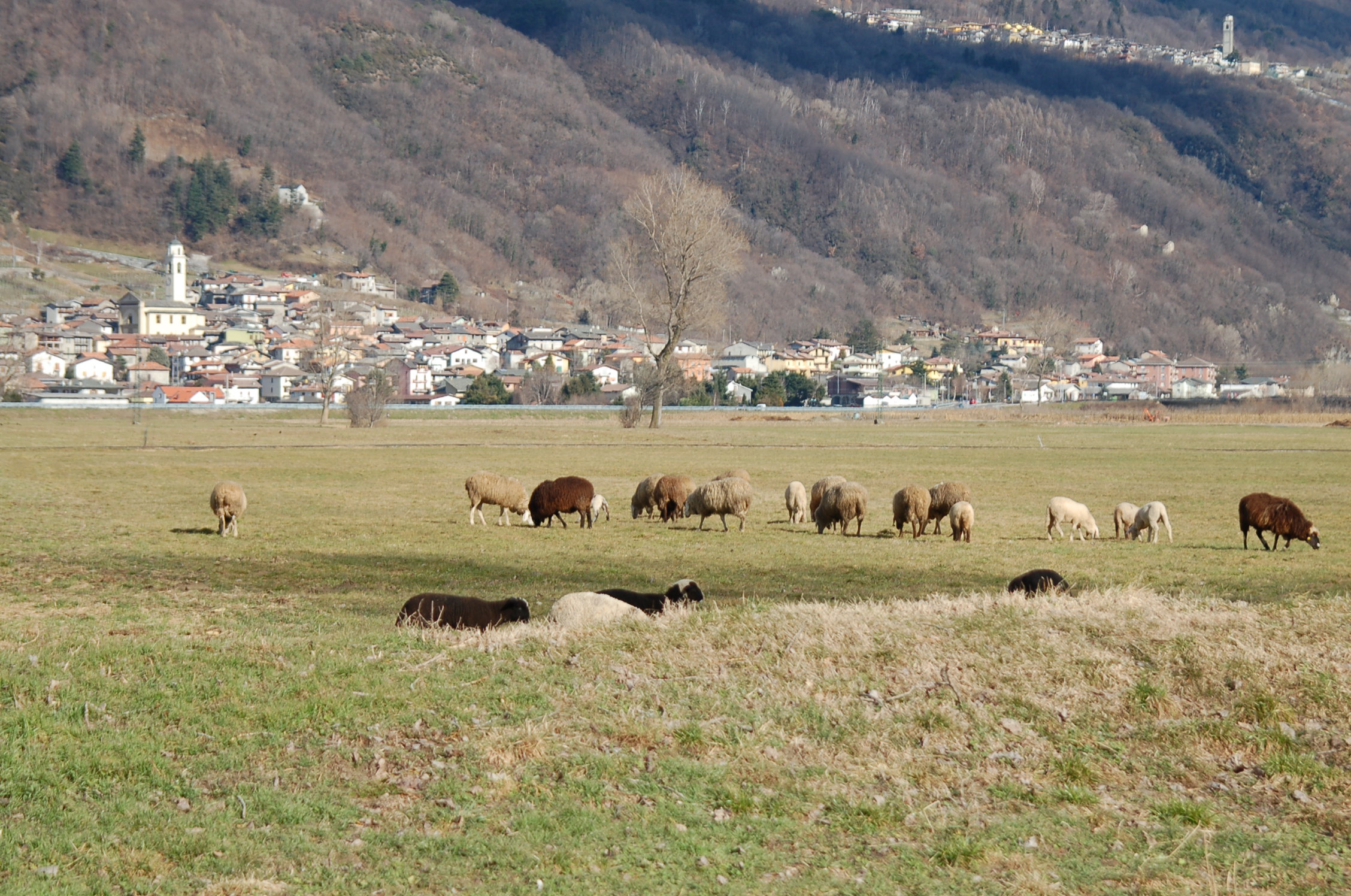Inverno - Provincia di Sondrio