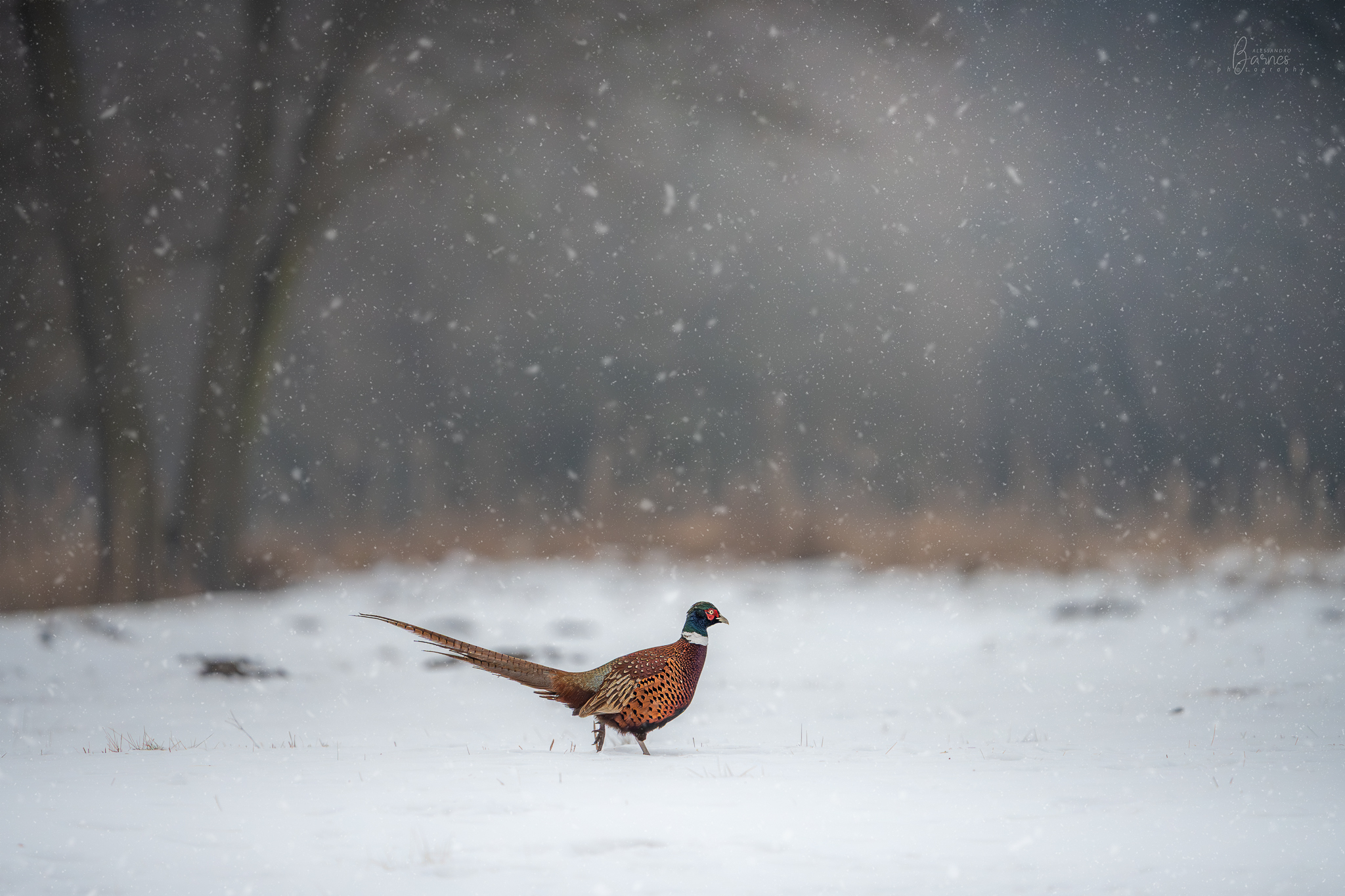 Autumn-winter collection. Pheasant on the catwalk
