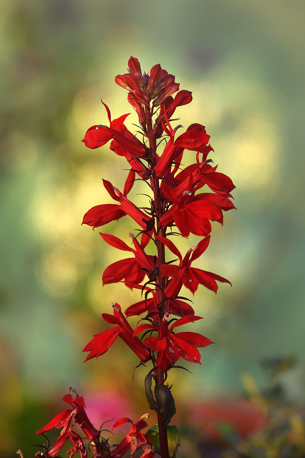 Lobelia cardinalis