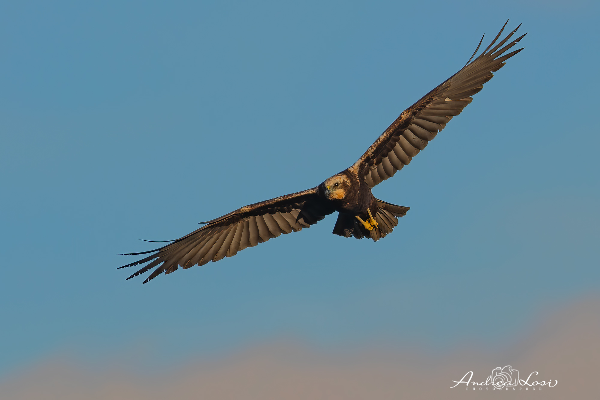 Falco di palude