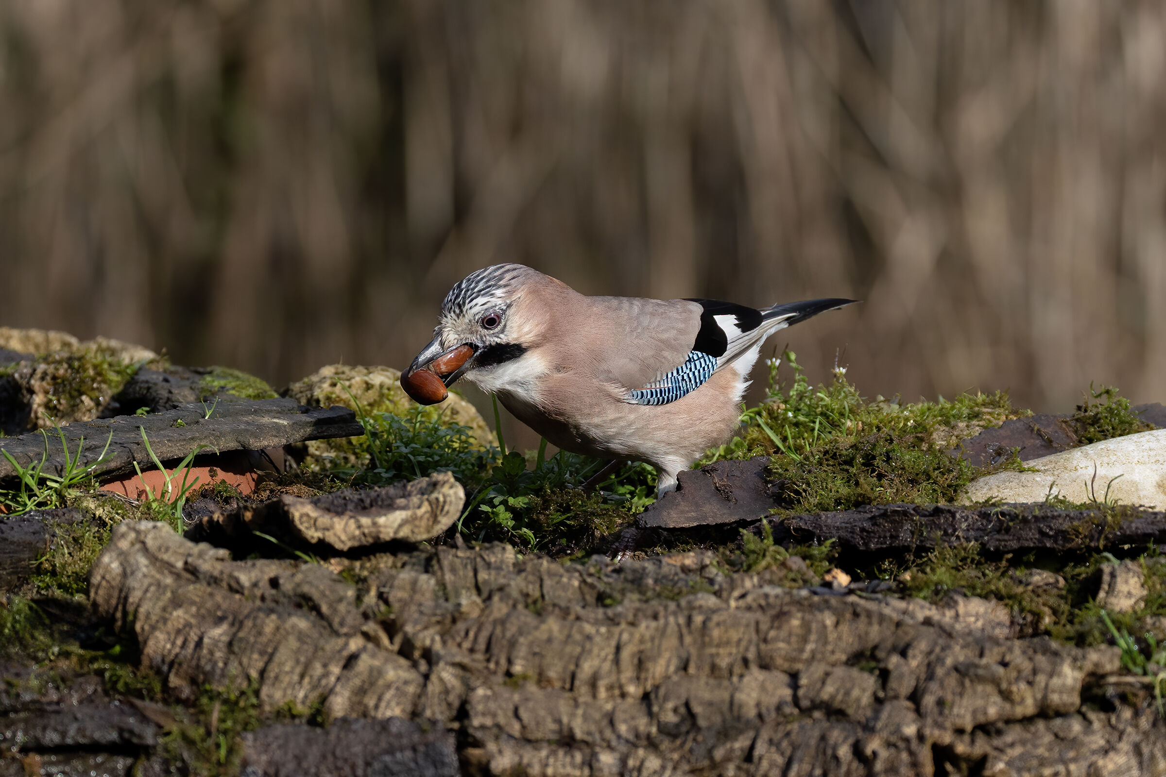 This explains why its name is jay
