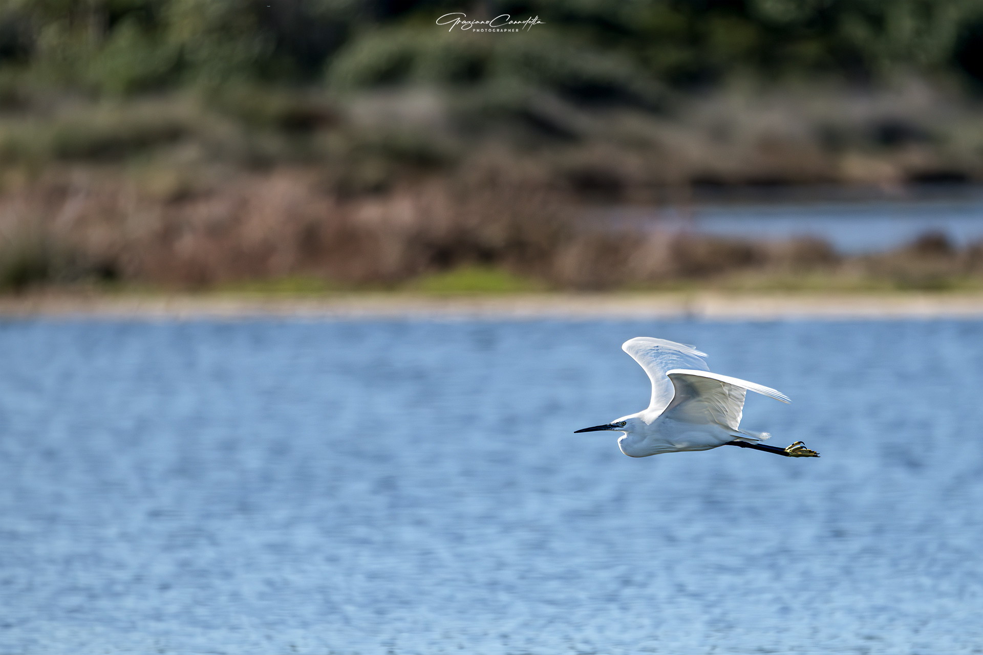 Grazing flight of an egret