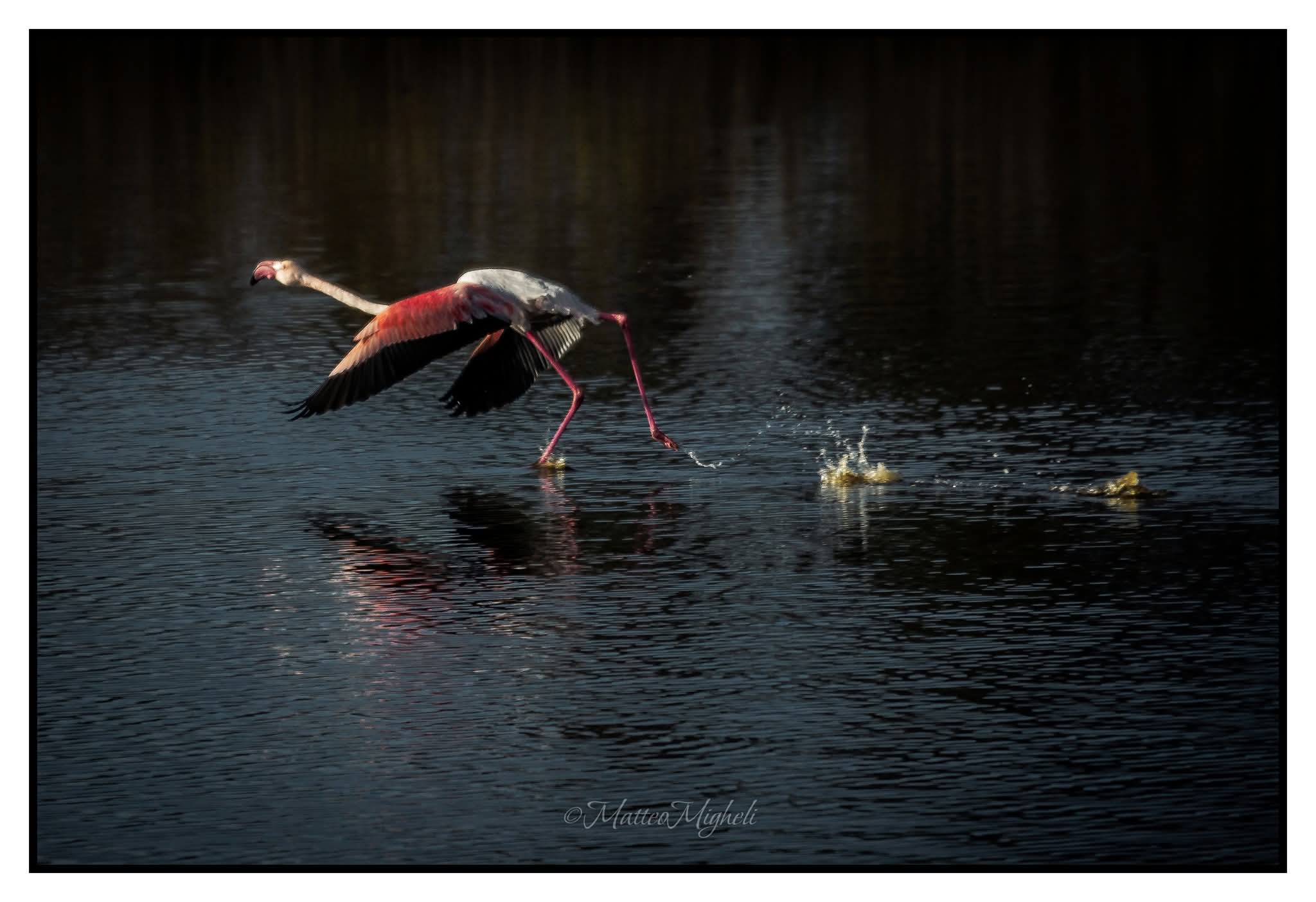 Flamingo ready to fly