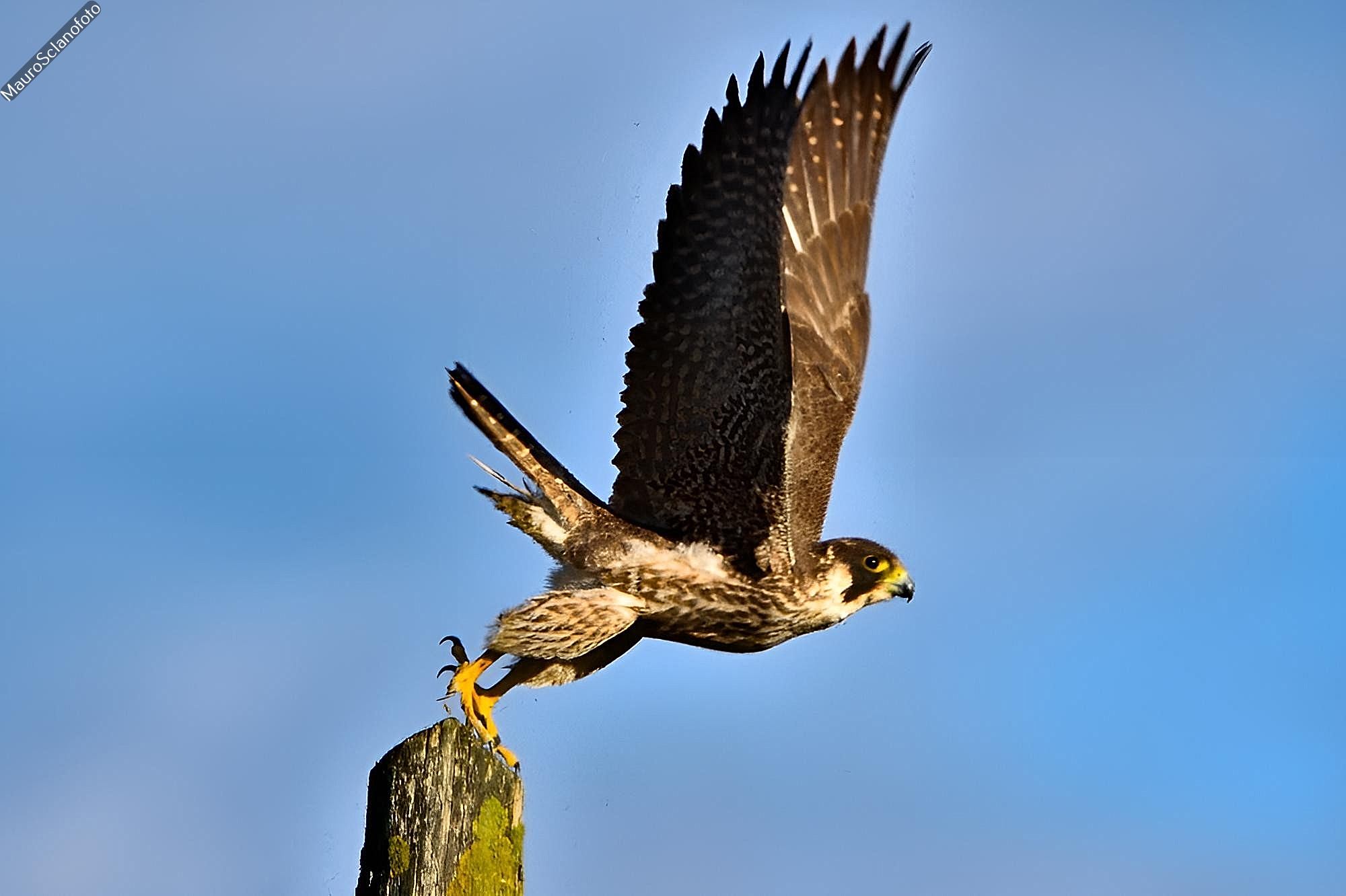 Cuckoo Falcon