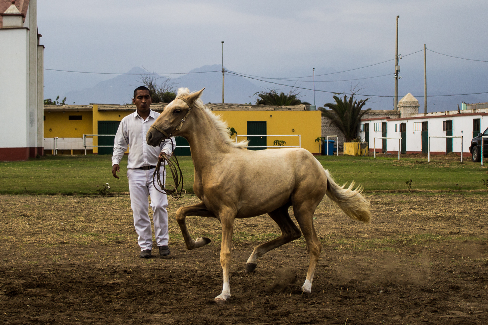 Caballitos Peruano quardate le zampe...