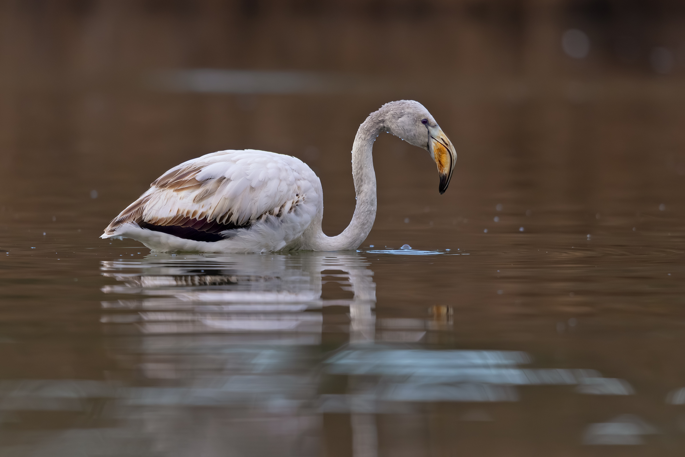 flamingo pullet
