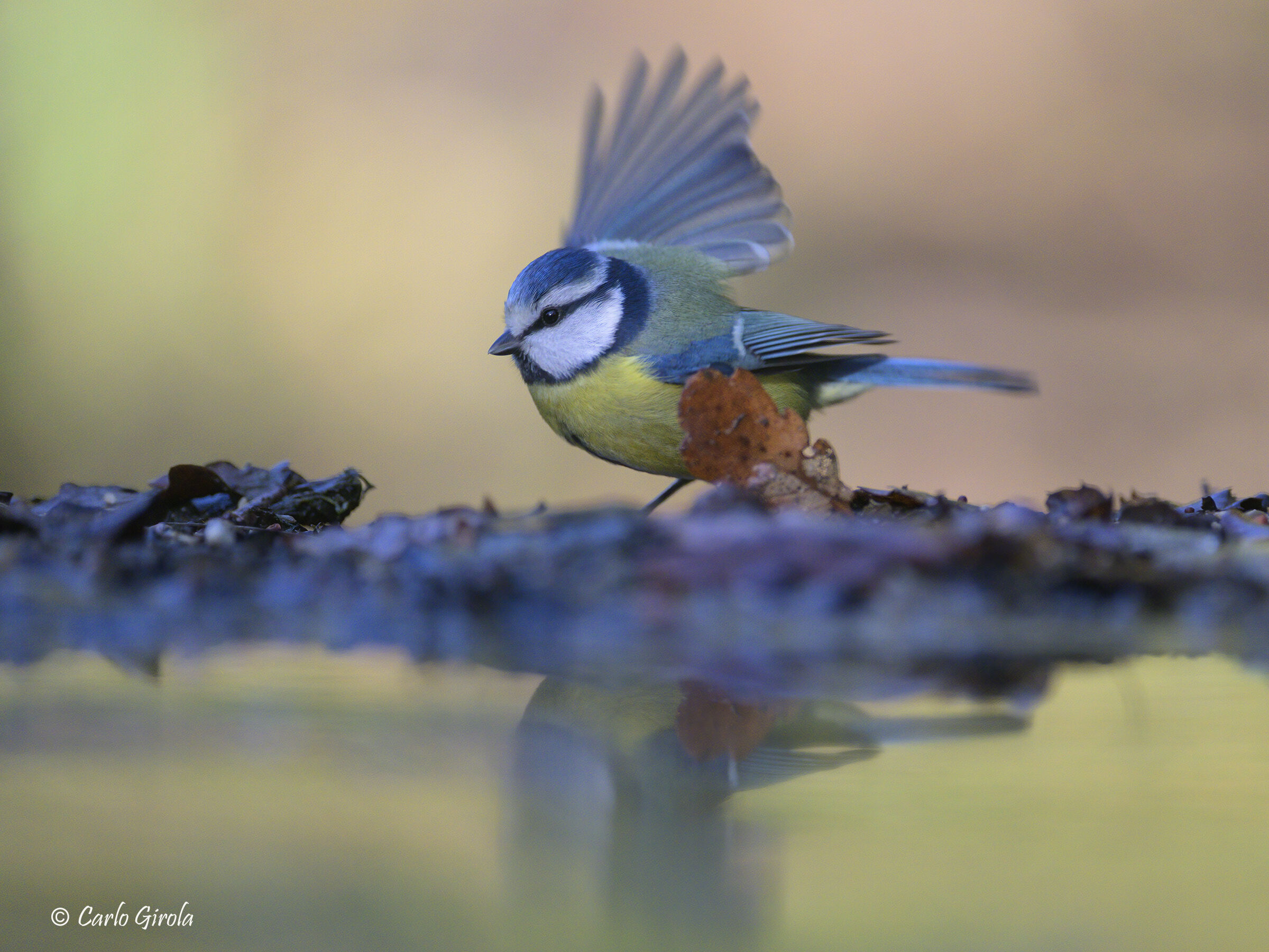 Blue (Cyanistes caeruleus)