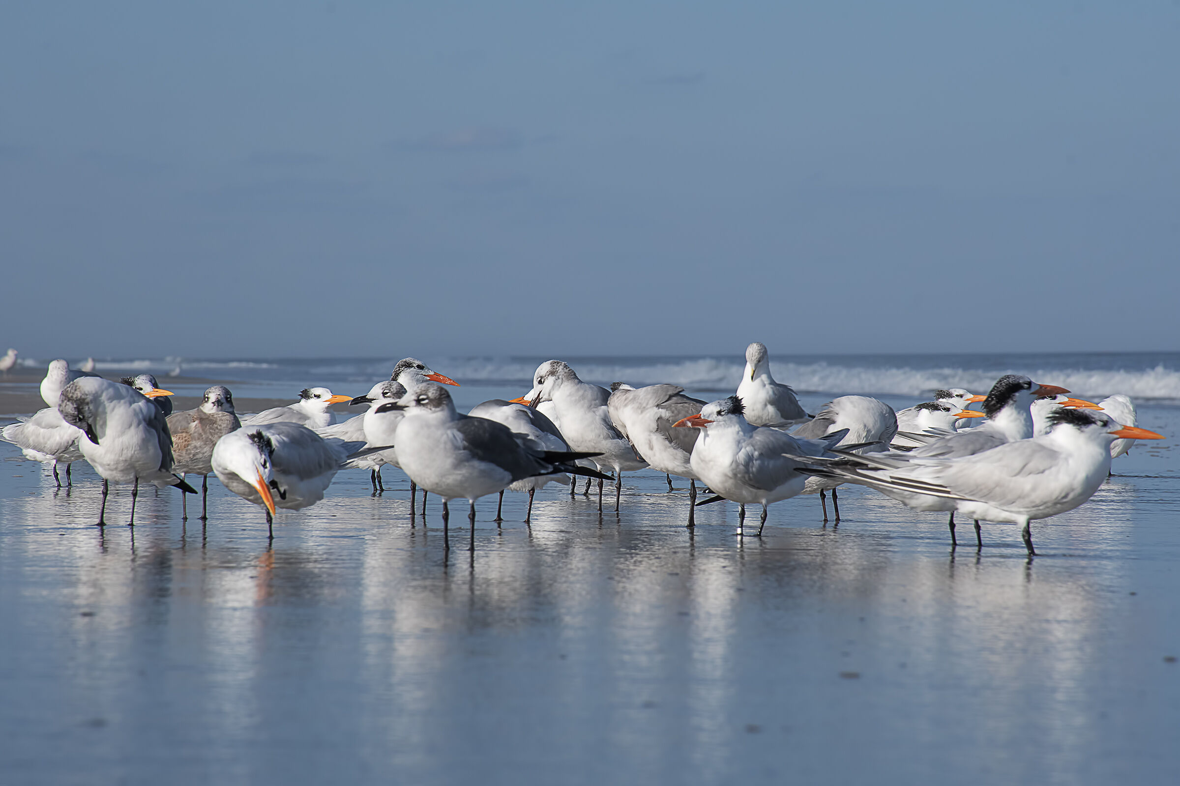 terns and seagulls