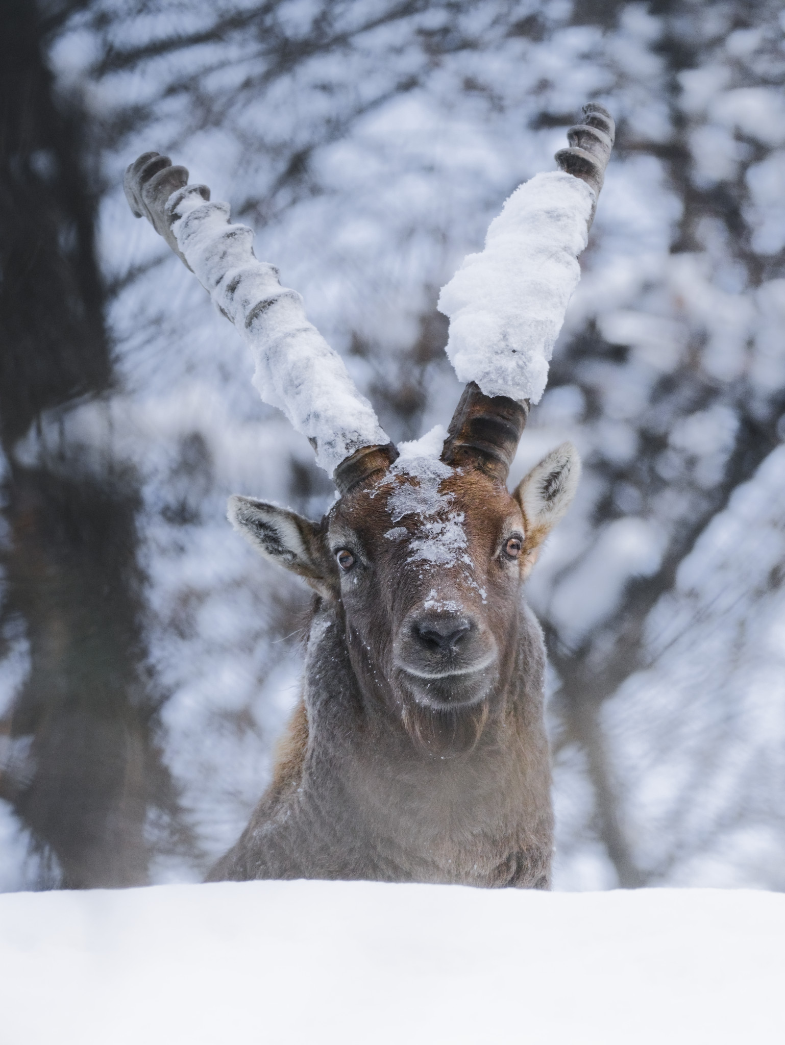 Frozen Ibex