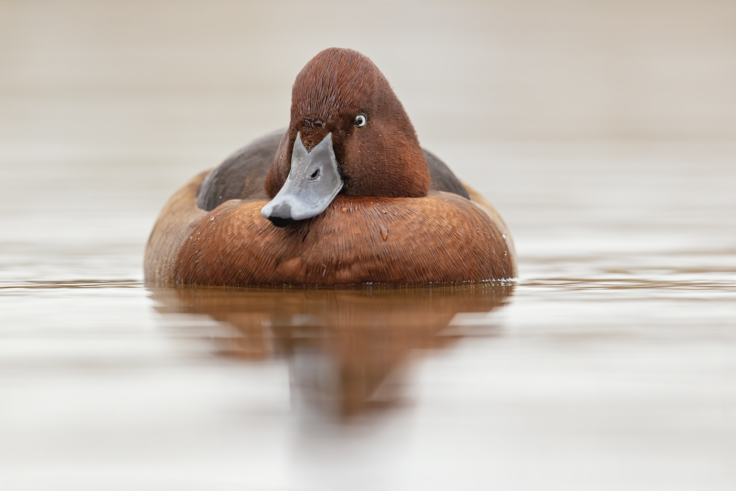 Ferruginous Duck