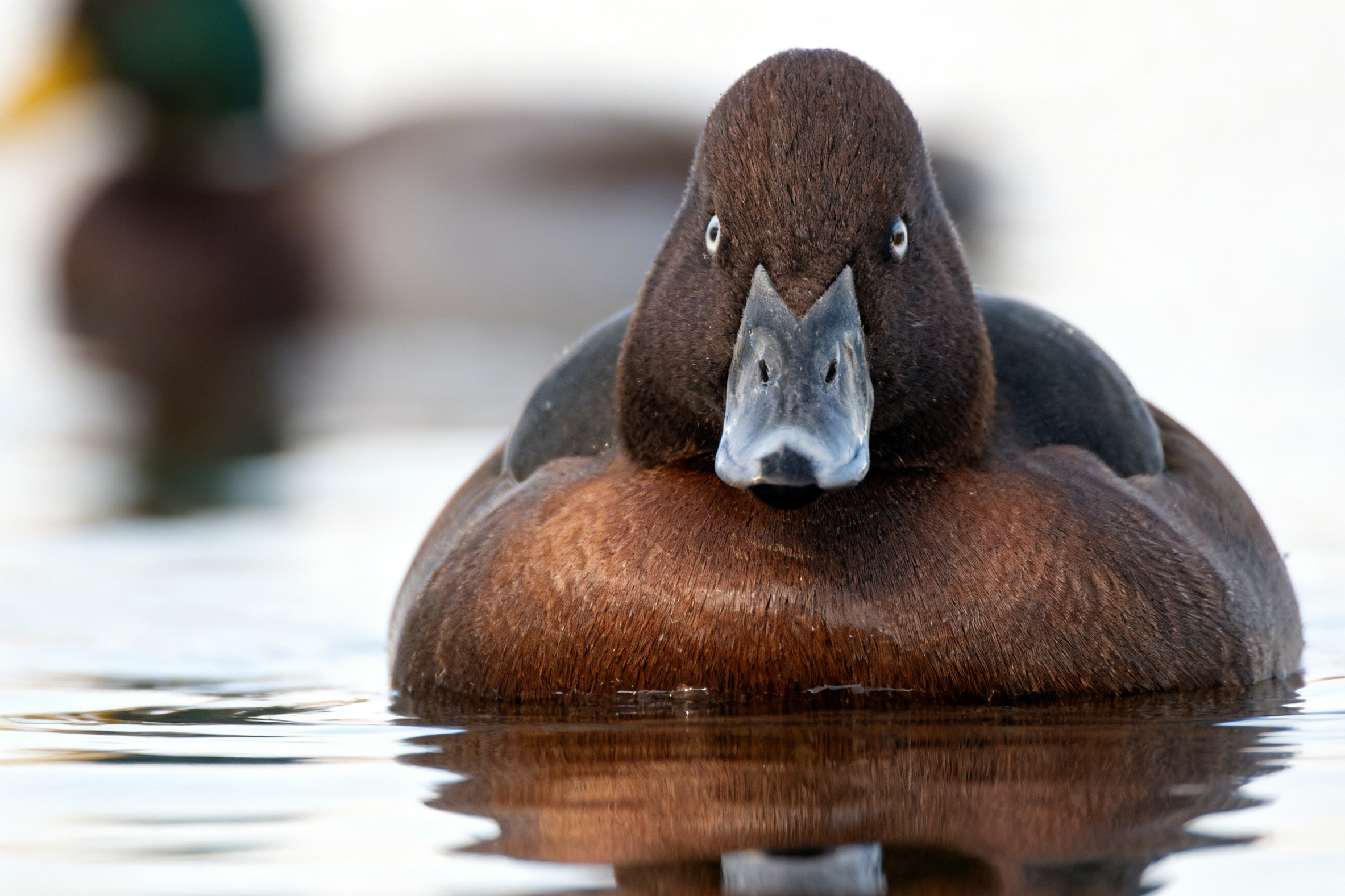 Ferruginous duck