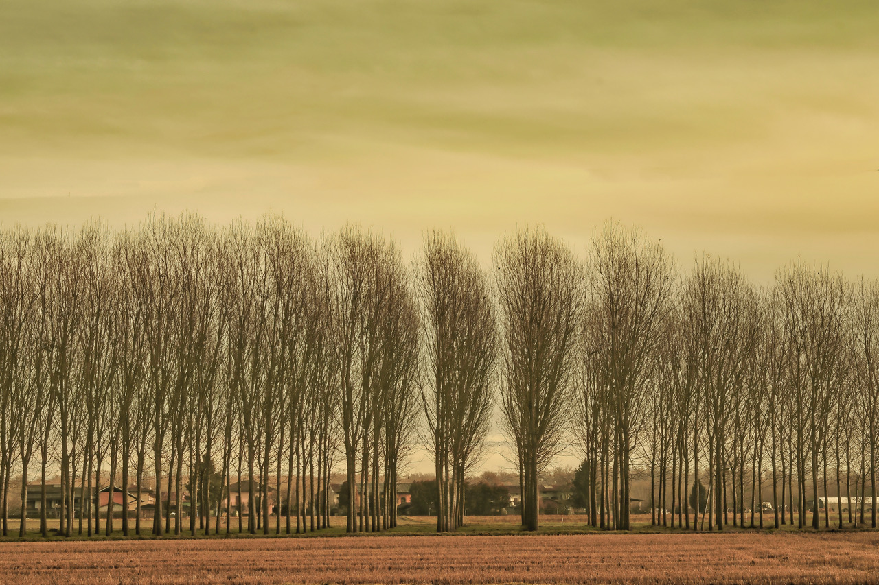 L'. Inverno dei pioppi
