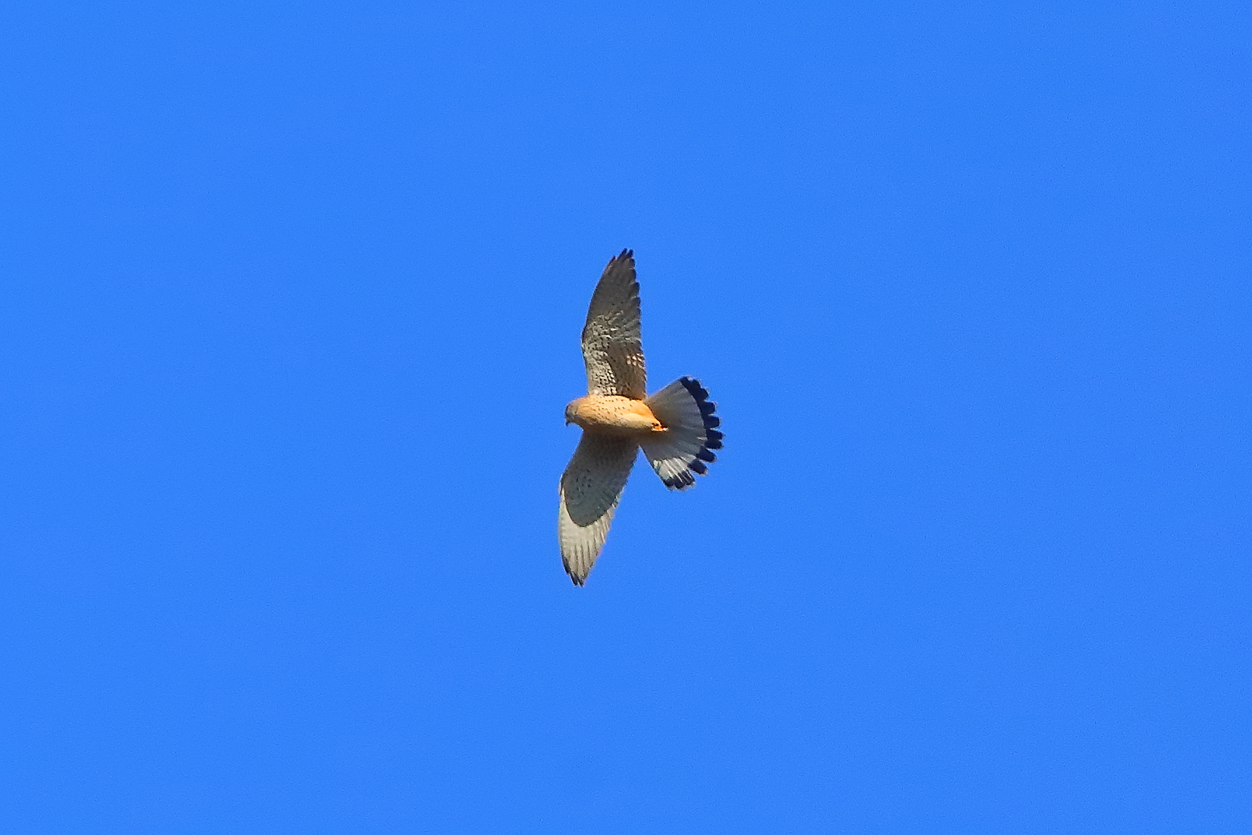 Gheppio 06 febbraio 2026