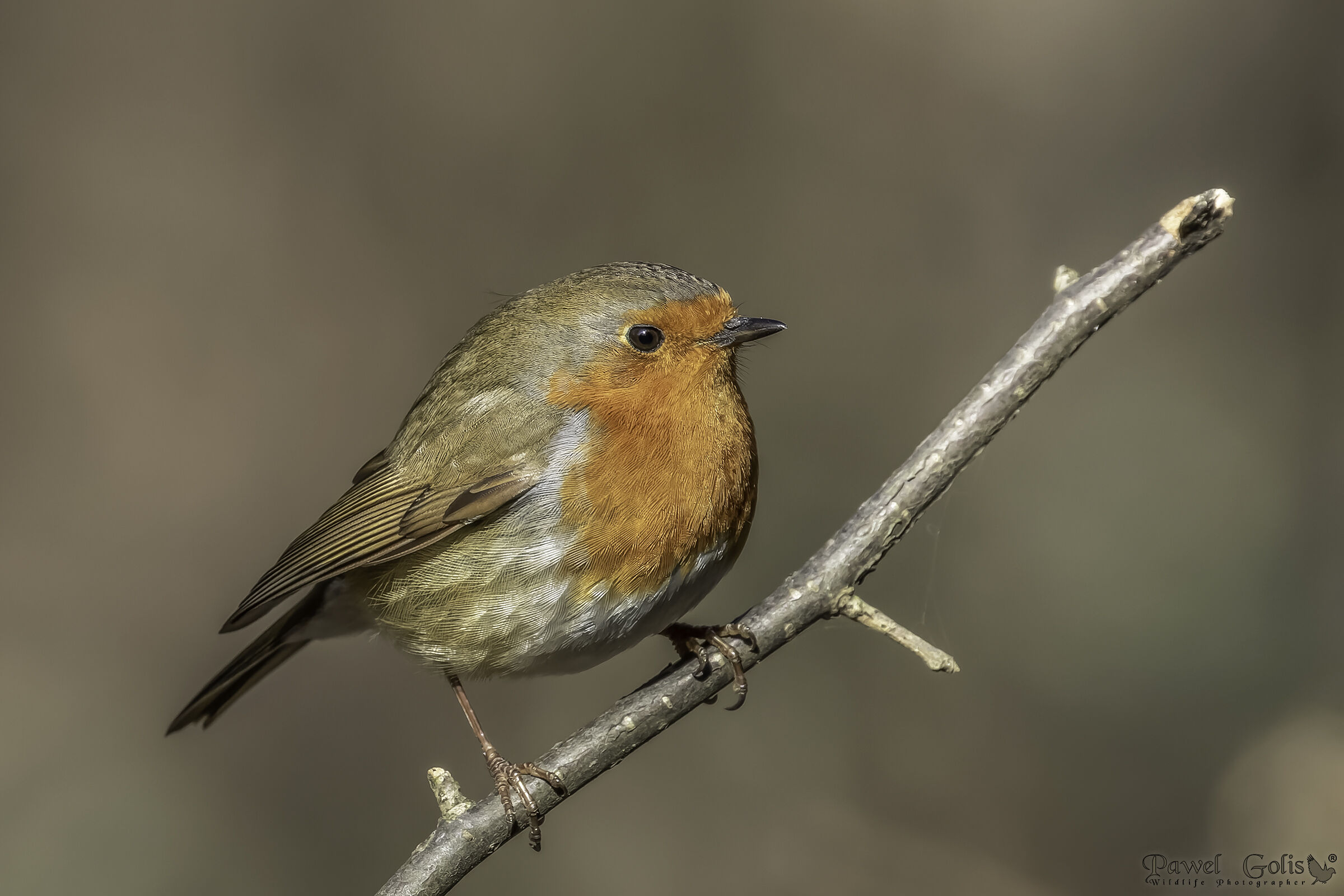 Pettirosso europeo (Erithacus rubecula)