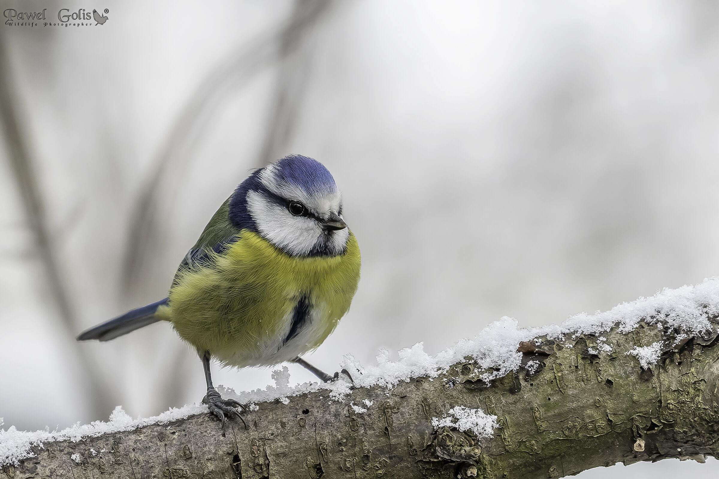 Cince azzurra eurasiatica (Cyanistes caeruleus)