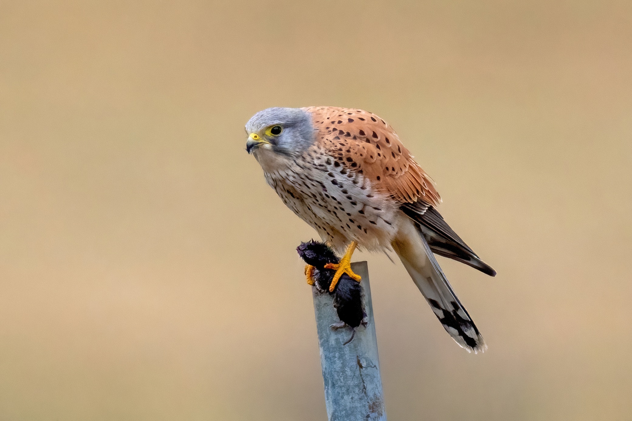 Gheppio con la preda appena catturata
