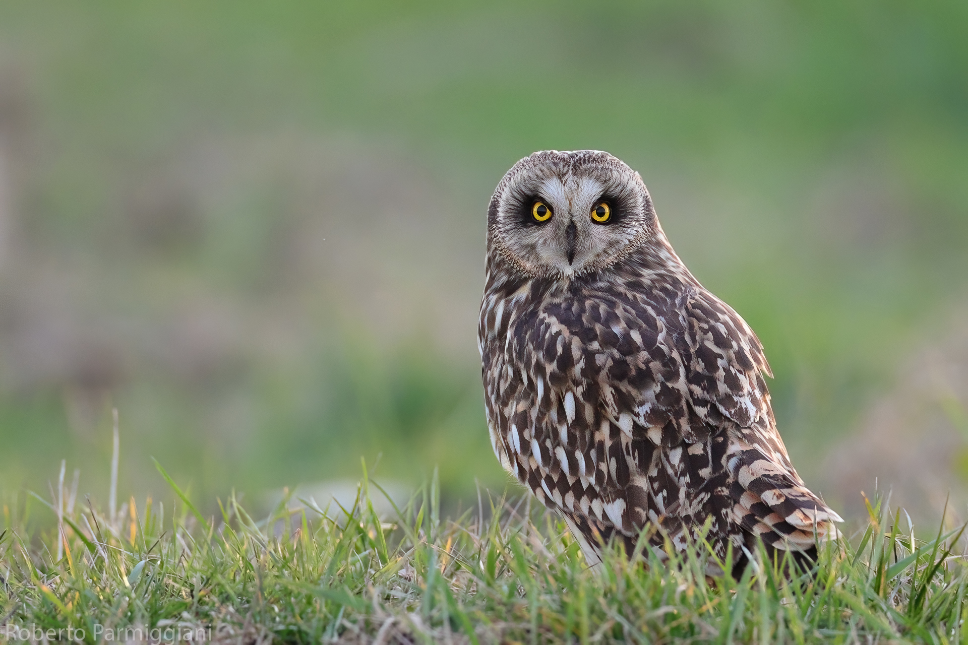Swamp owl