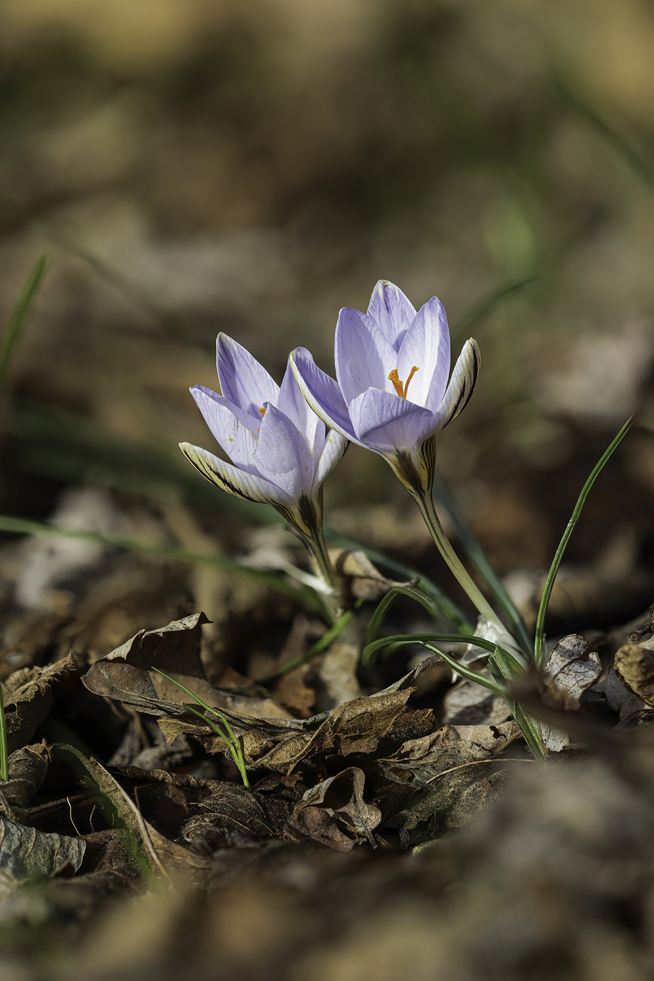 crocus biflorus