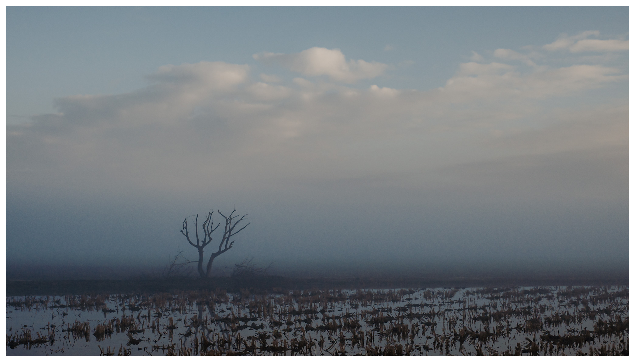 Arbol Solitaire