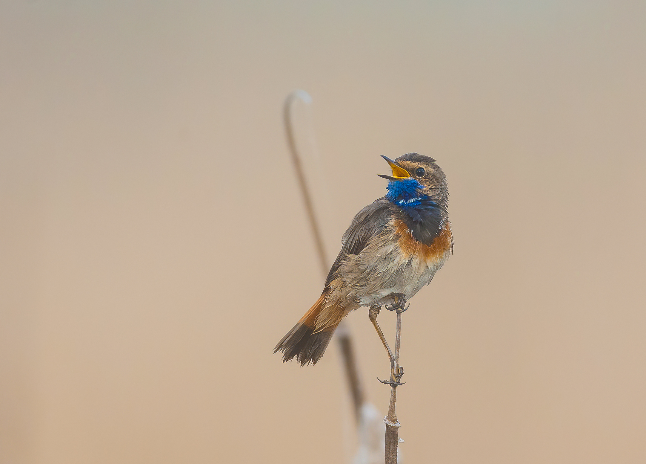 Luscinia svecica