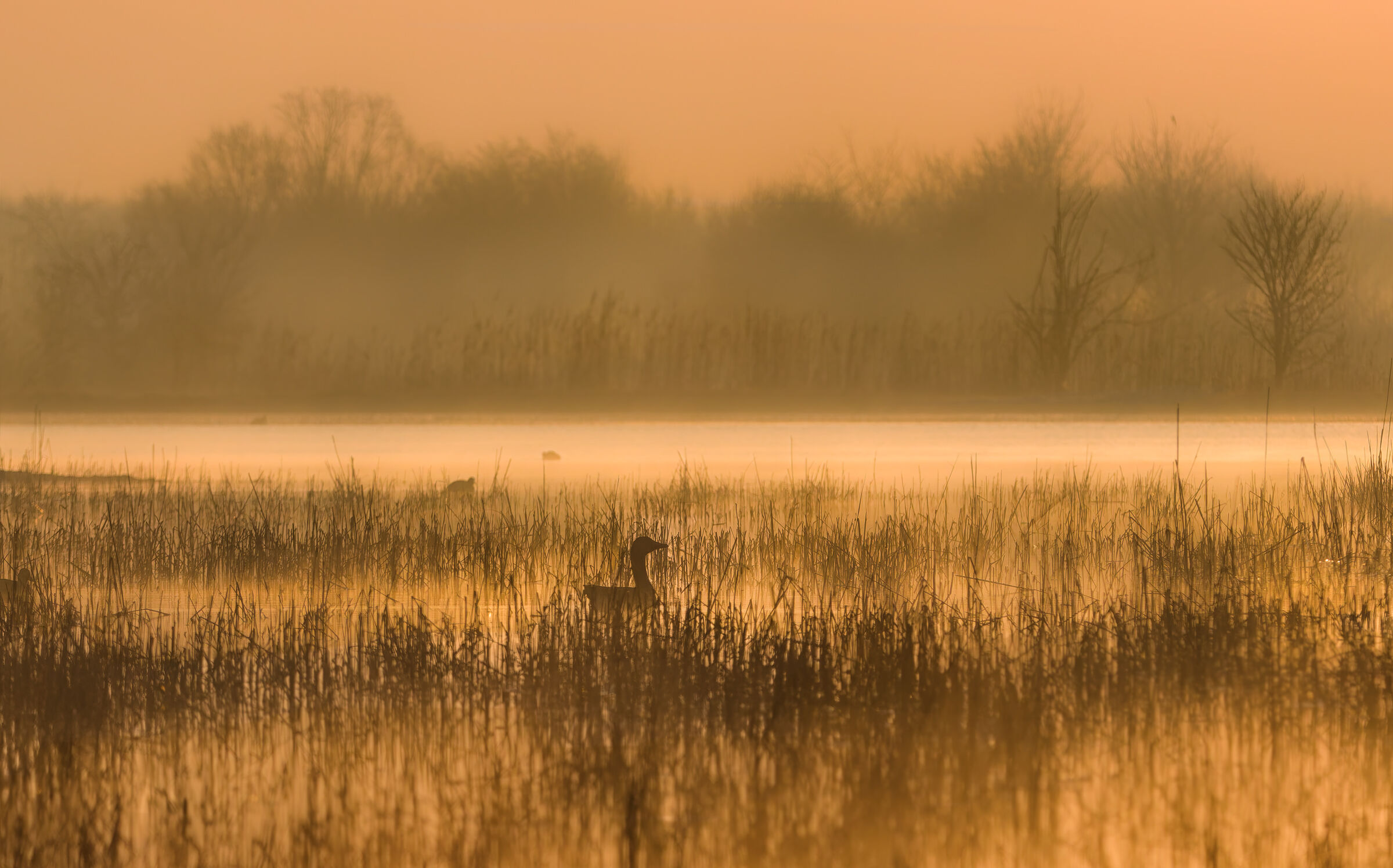Di primo mattino nella palude