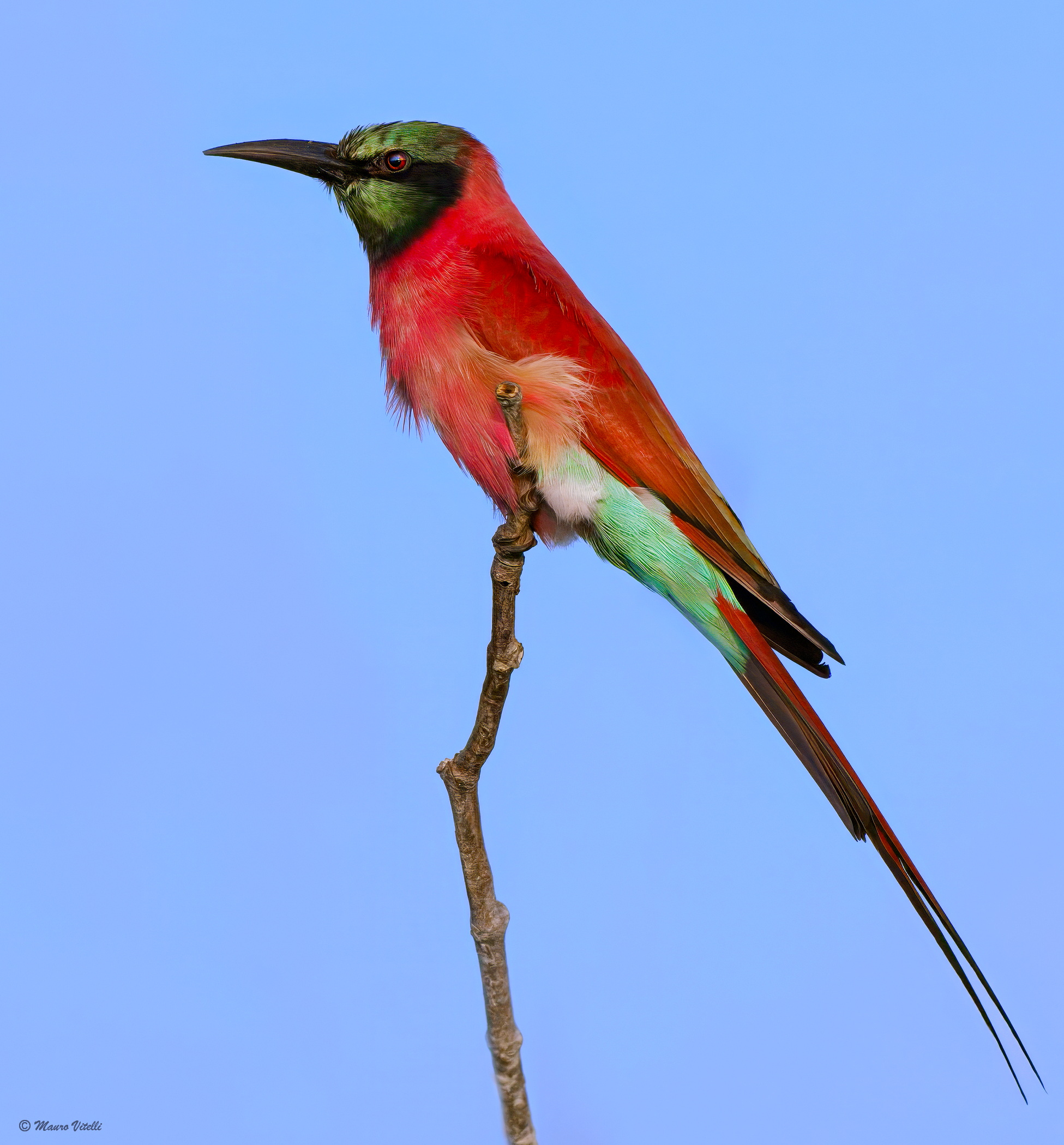 Gruccione carminio settentrionale (merops nubicus)