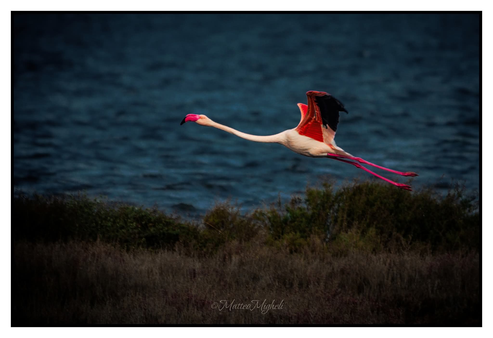 Flamingo in flight