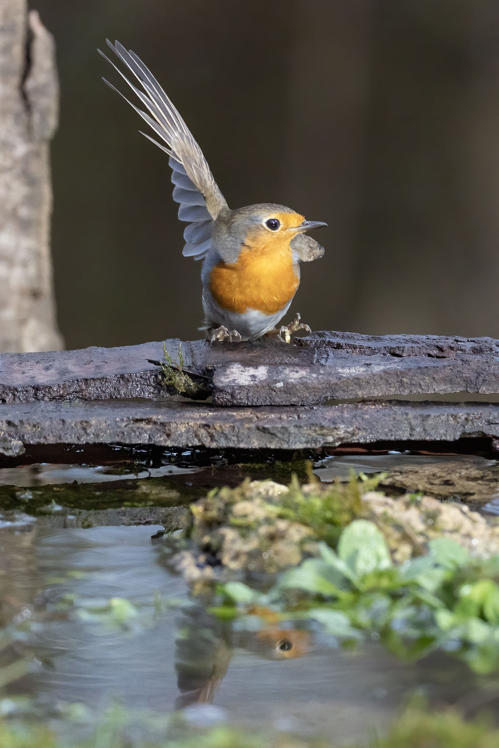 Robin