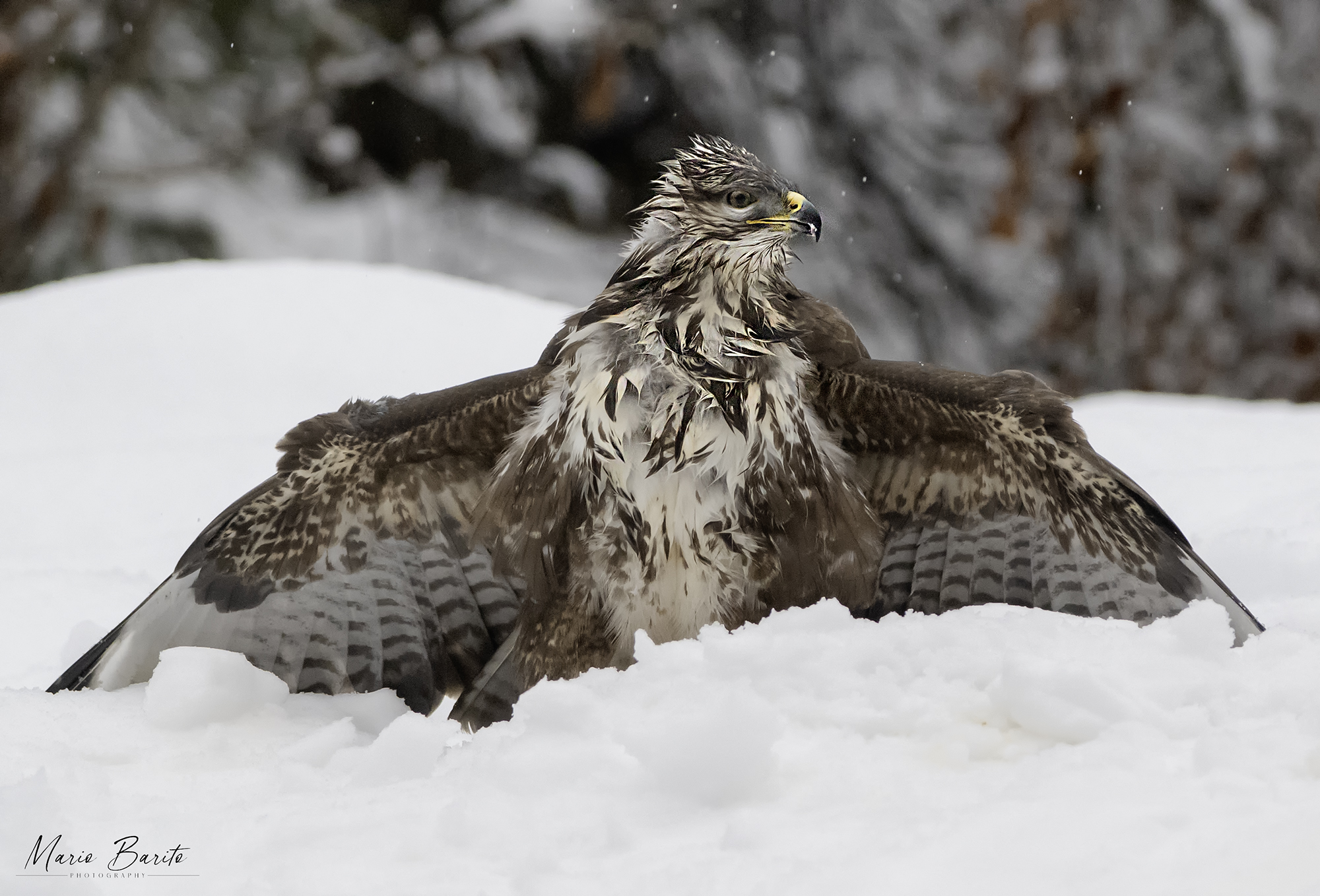 buzzard