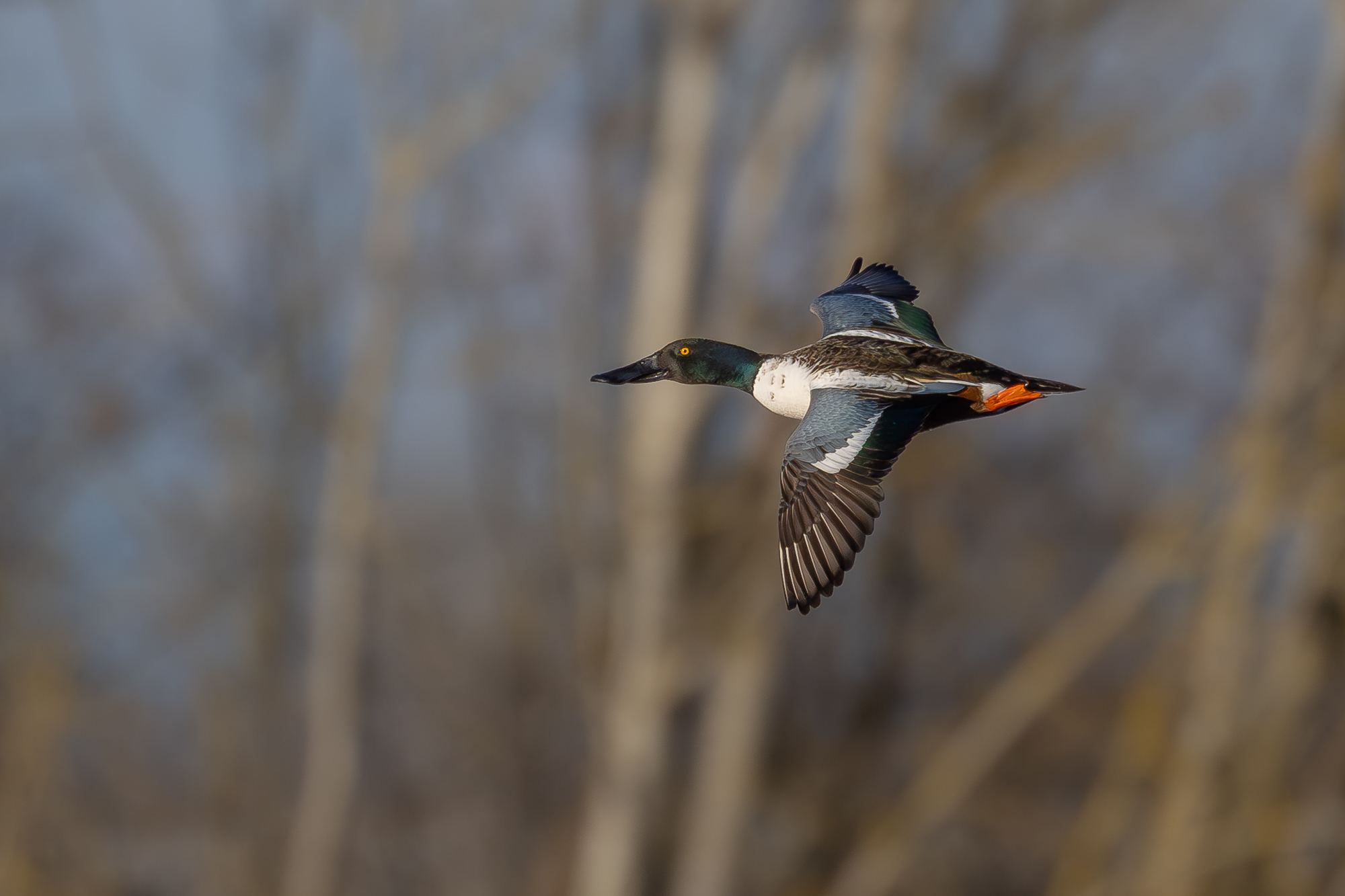 Shoveler m.