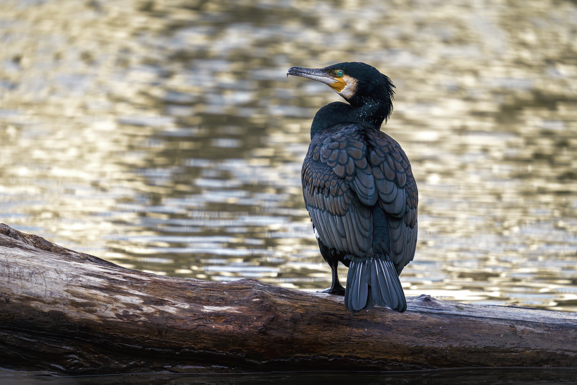 Cormorant 2