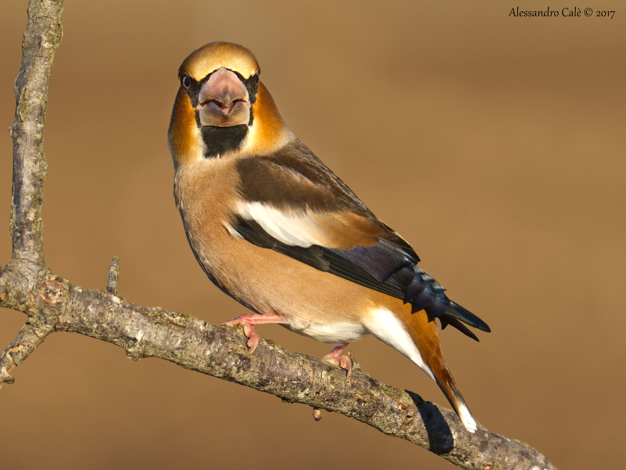 Coccothraustes coccothraustes (Hawfinch) 6688