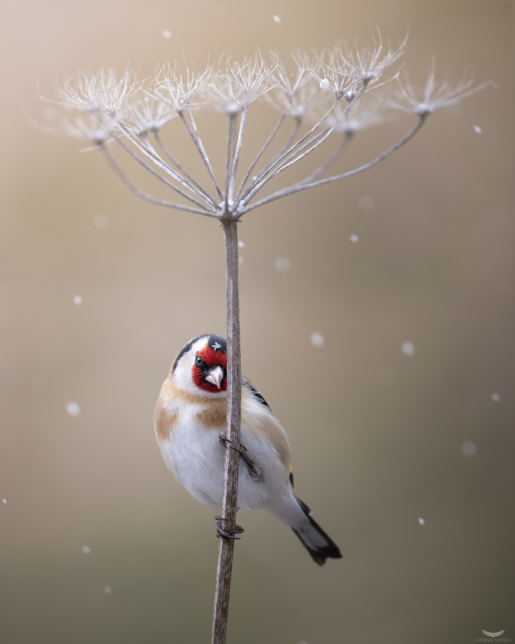 The magic of winter