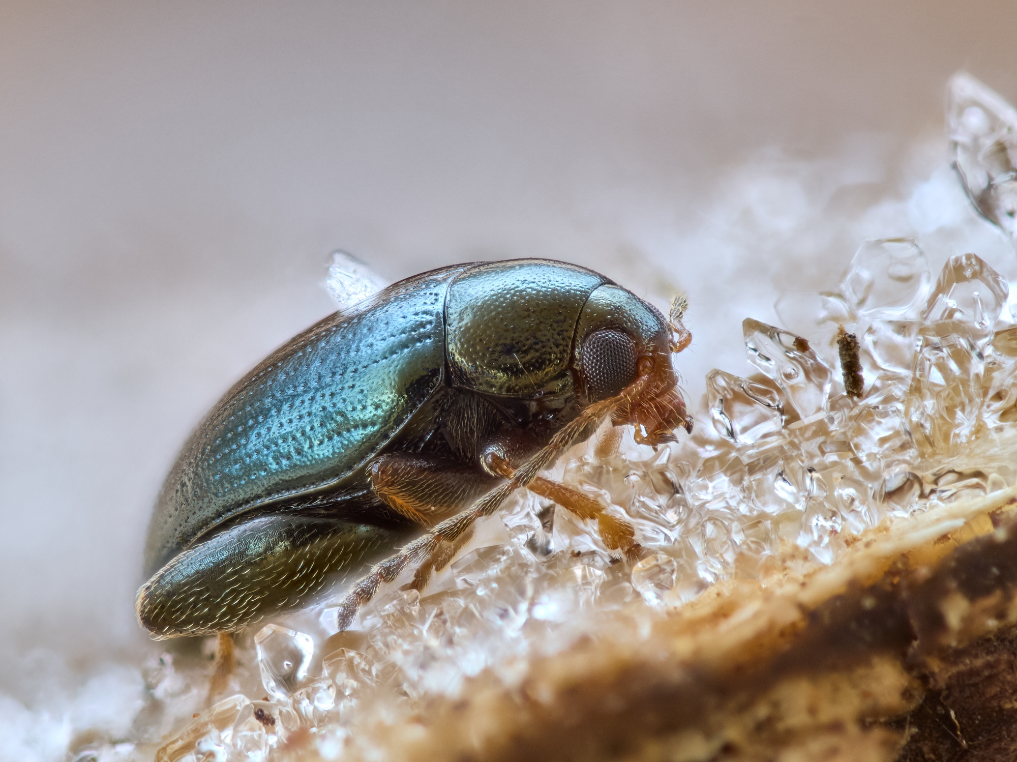 Psylliodes sp.