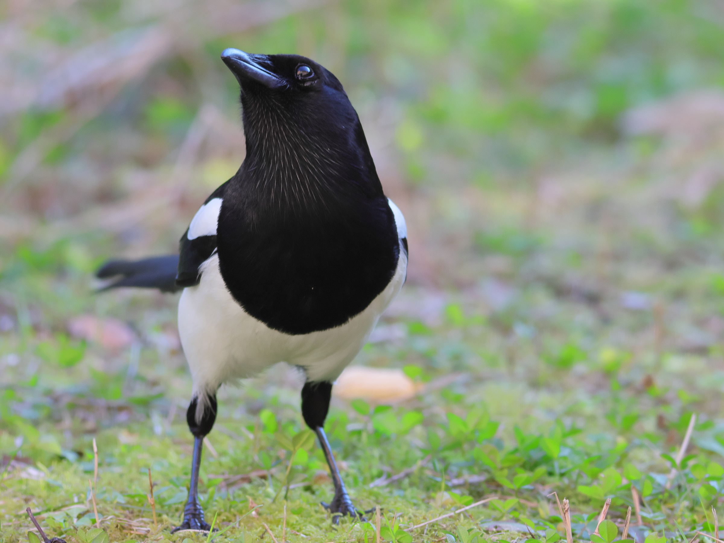 Magpie
