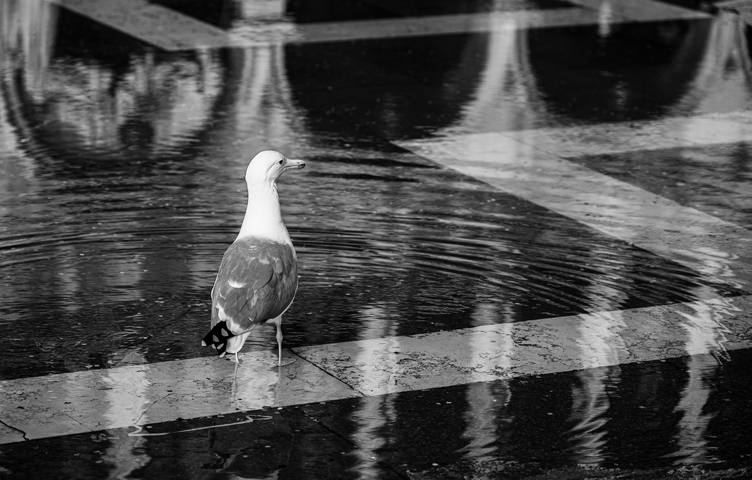 Seagull with high water