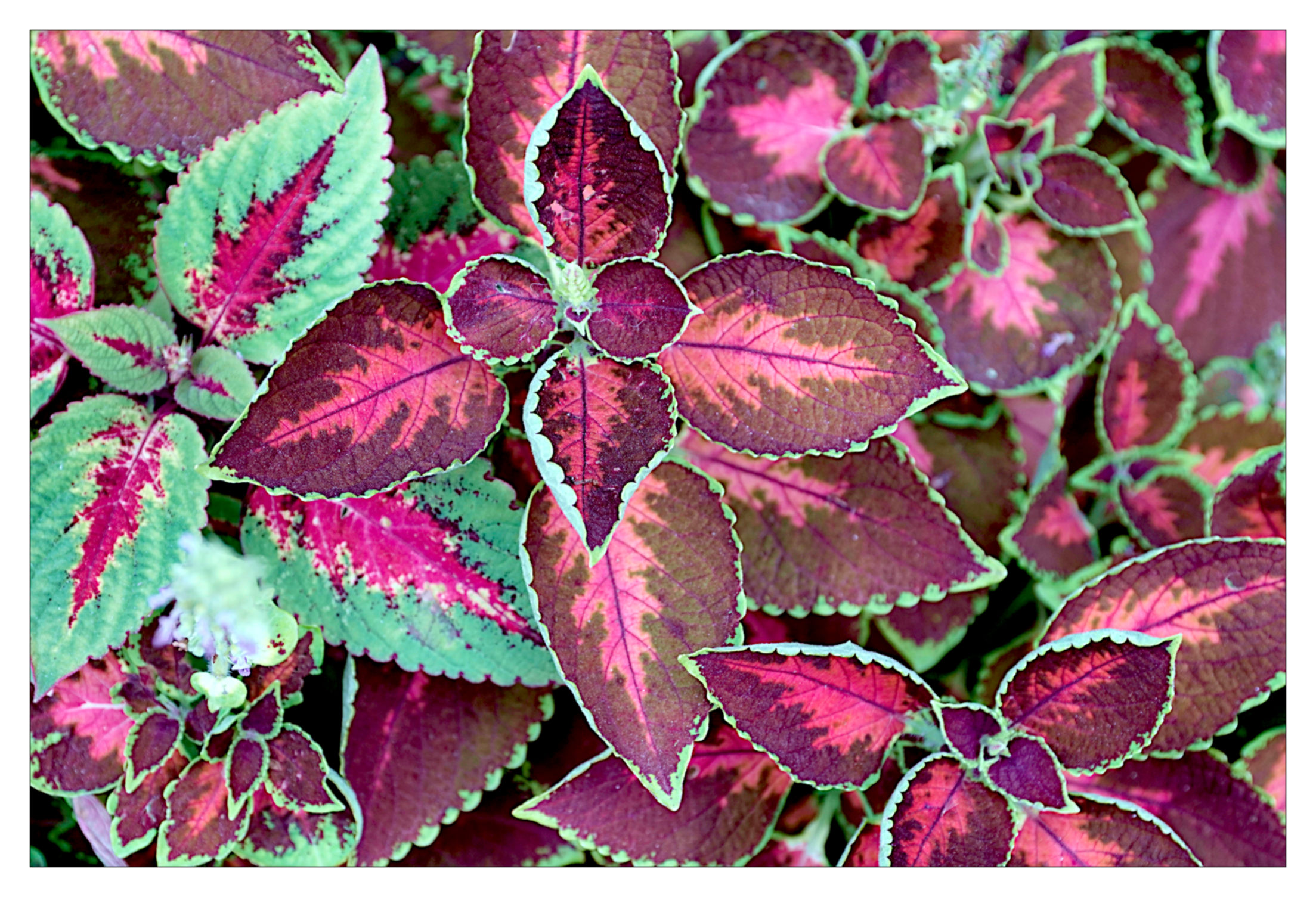 colorful plant graffiti