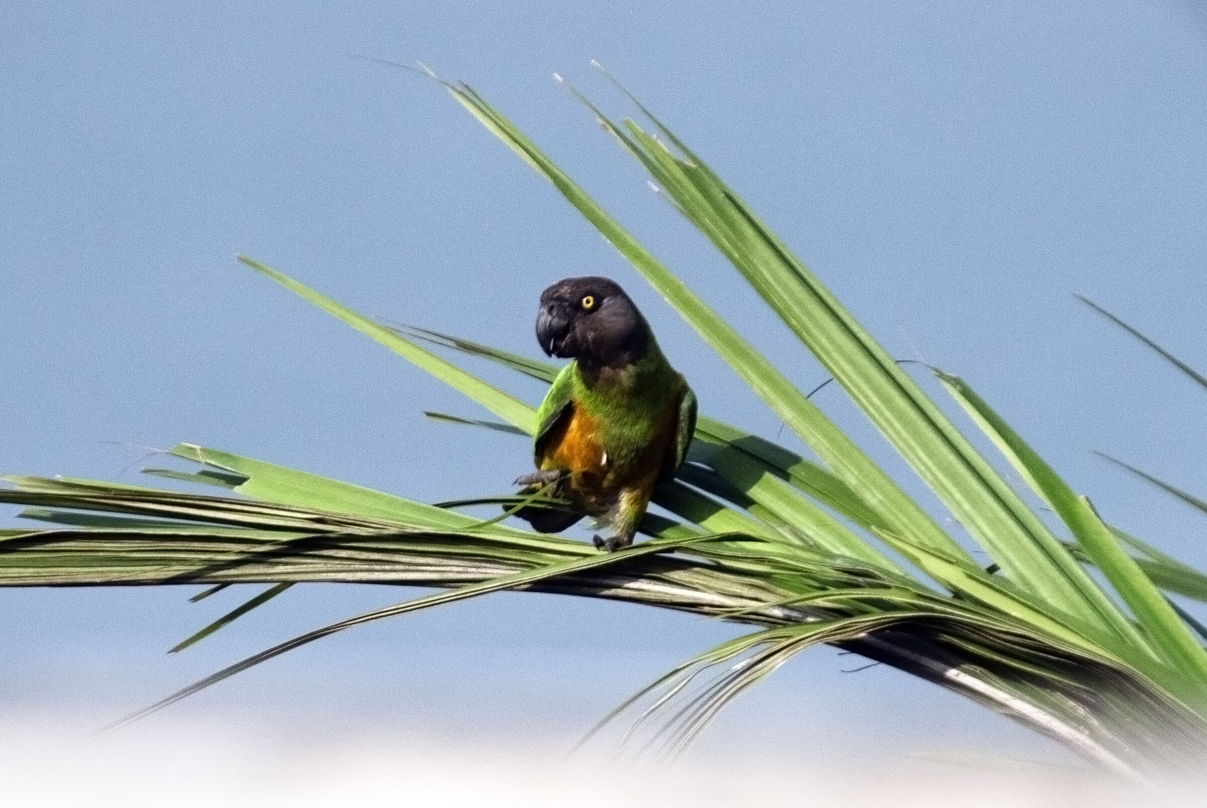 Pappagallo del Senegal