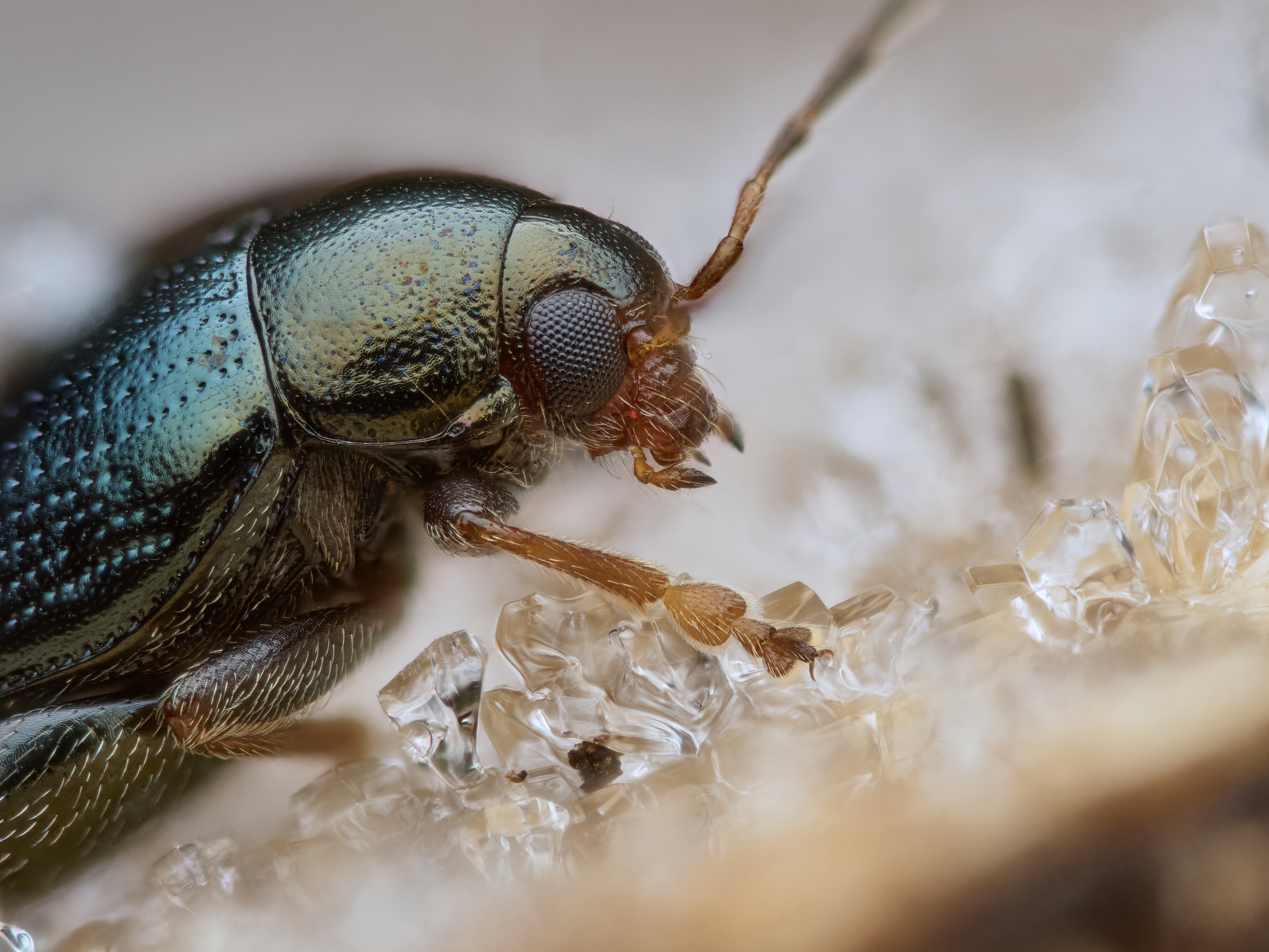 Psylliodes sp.
