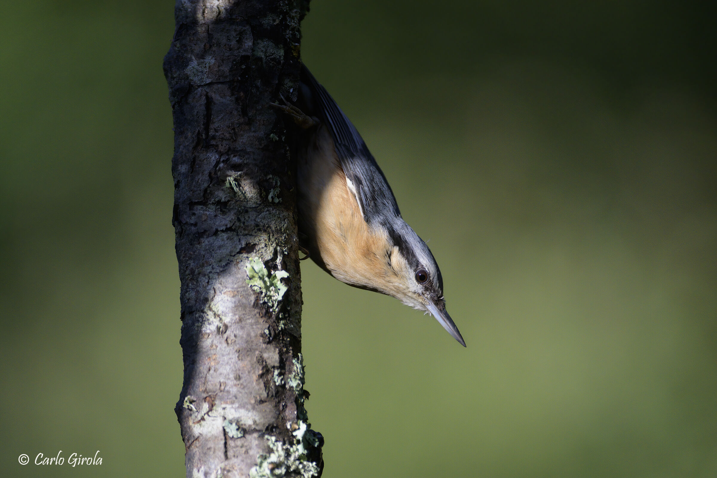 Picchio muratore (Sitta europaea)