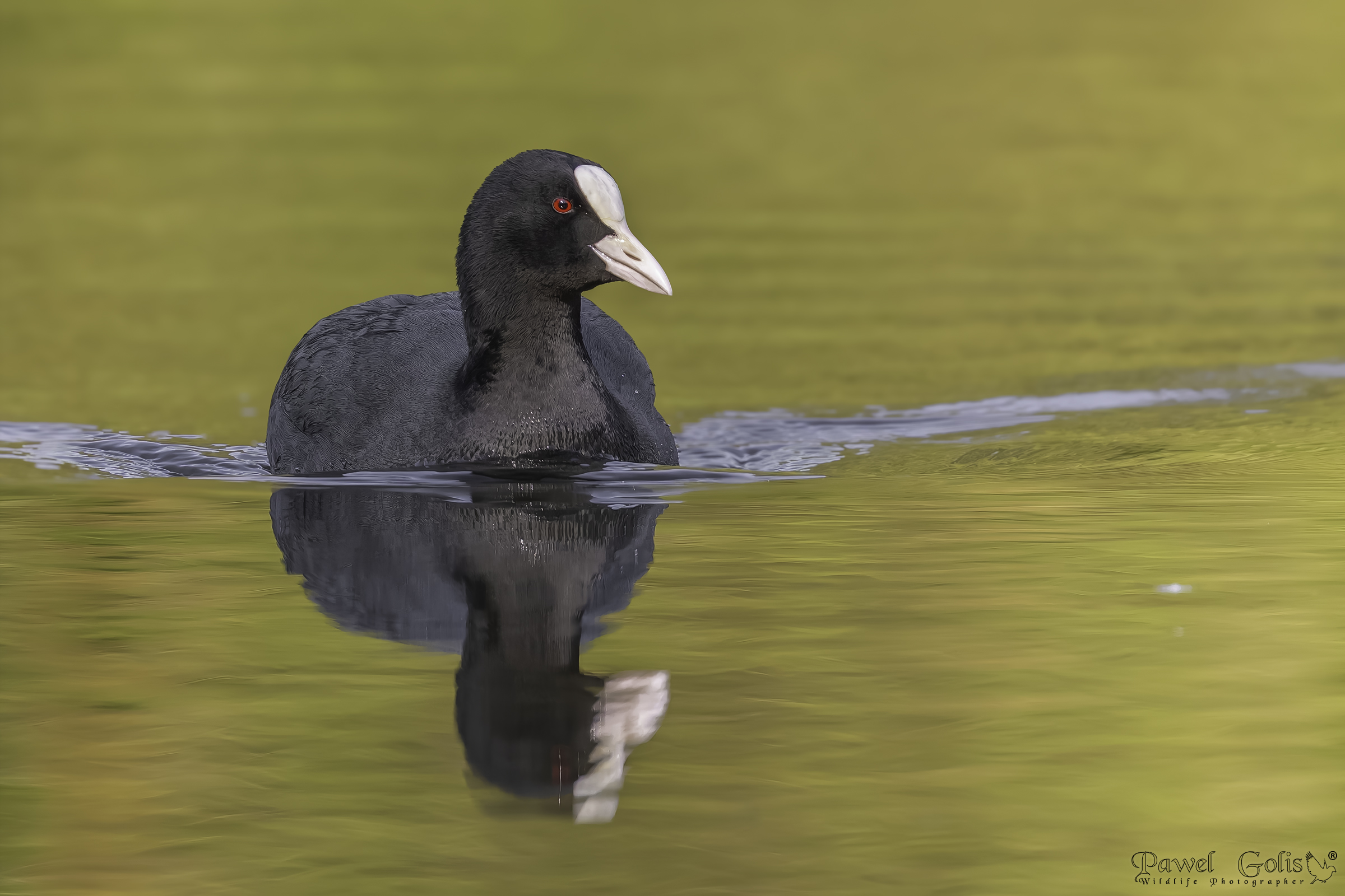 Folaga eurasiatica (Fulica atra)