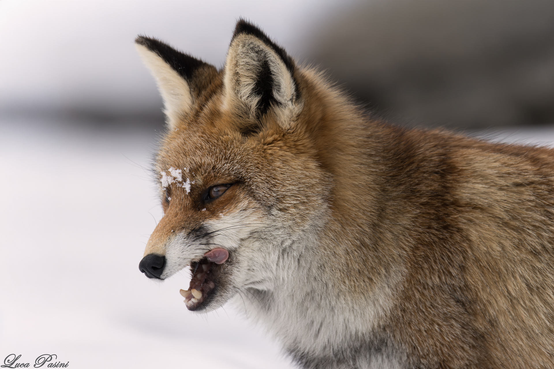volpe rossa ( Vulpes vulpes )