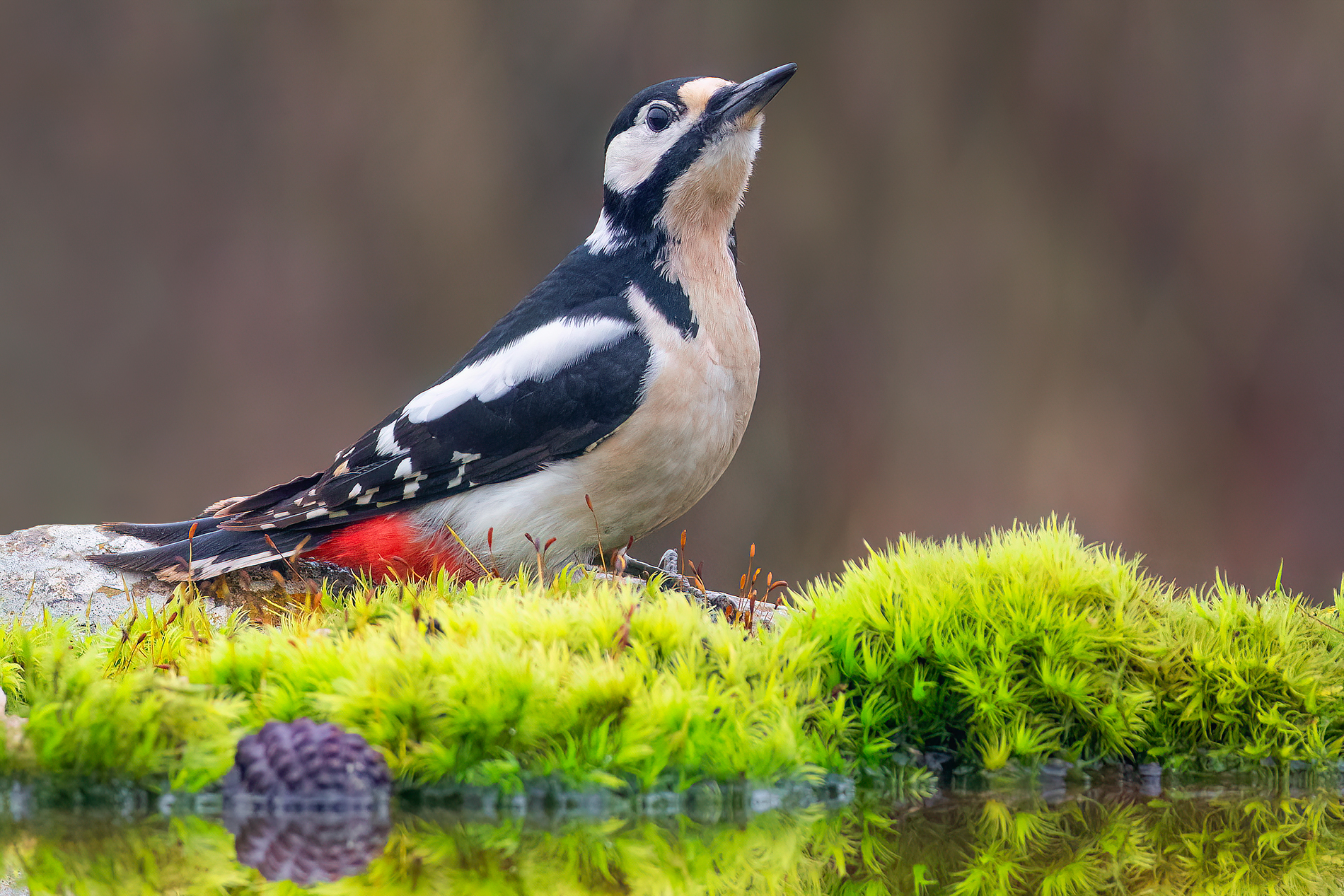 Great spotted woodpecker