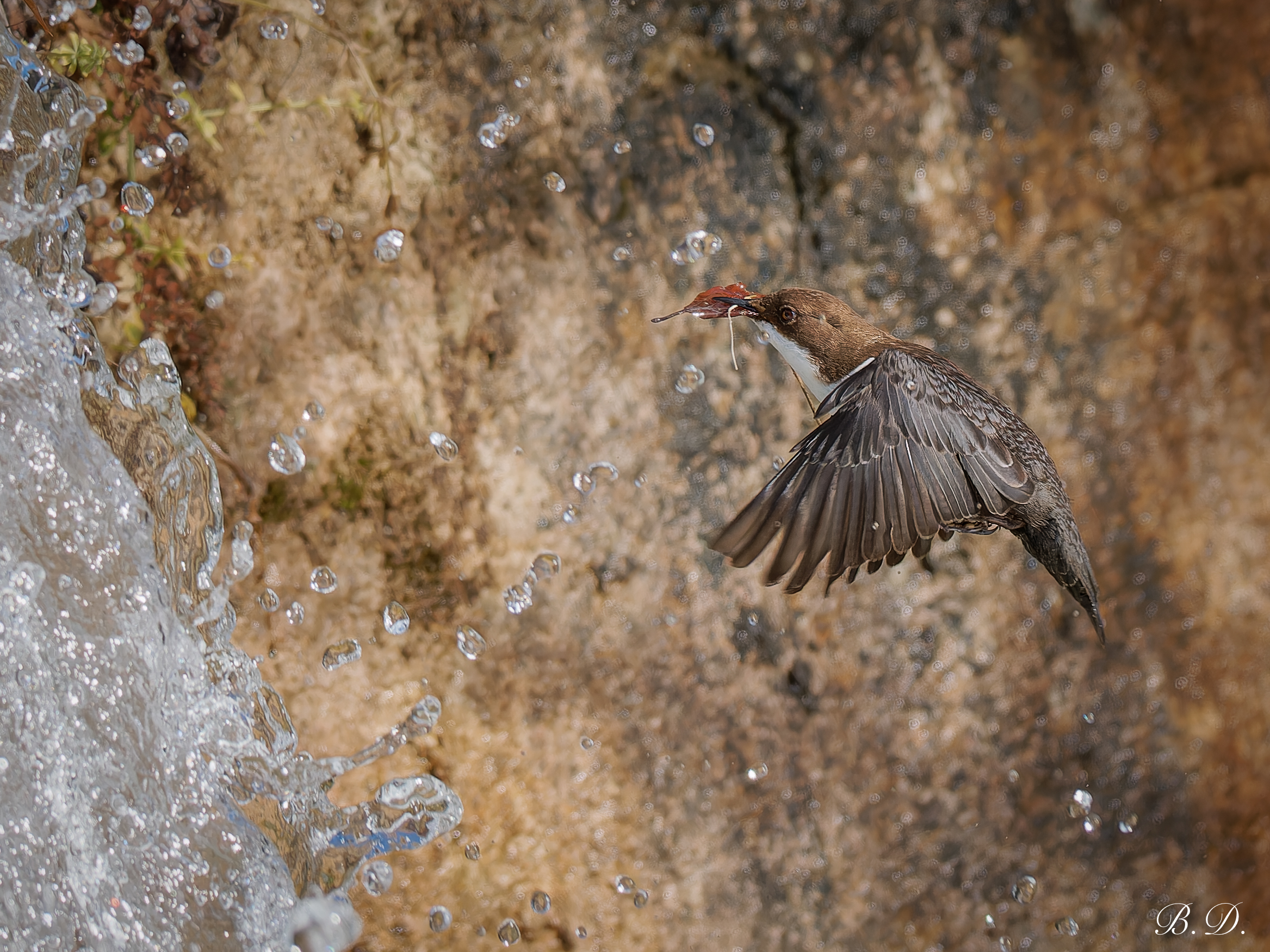 Nest under construction